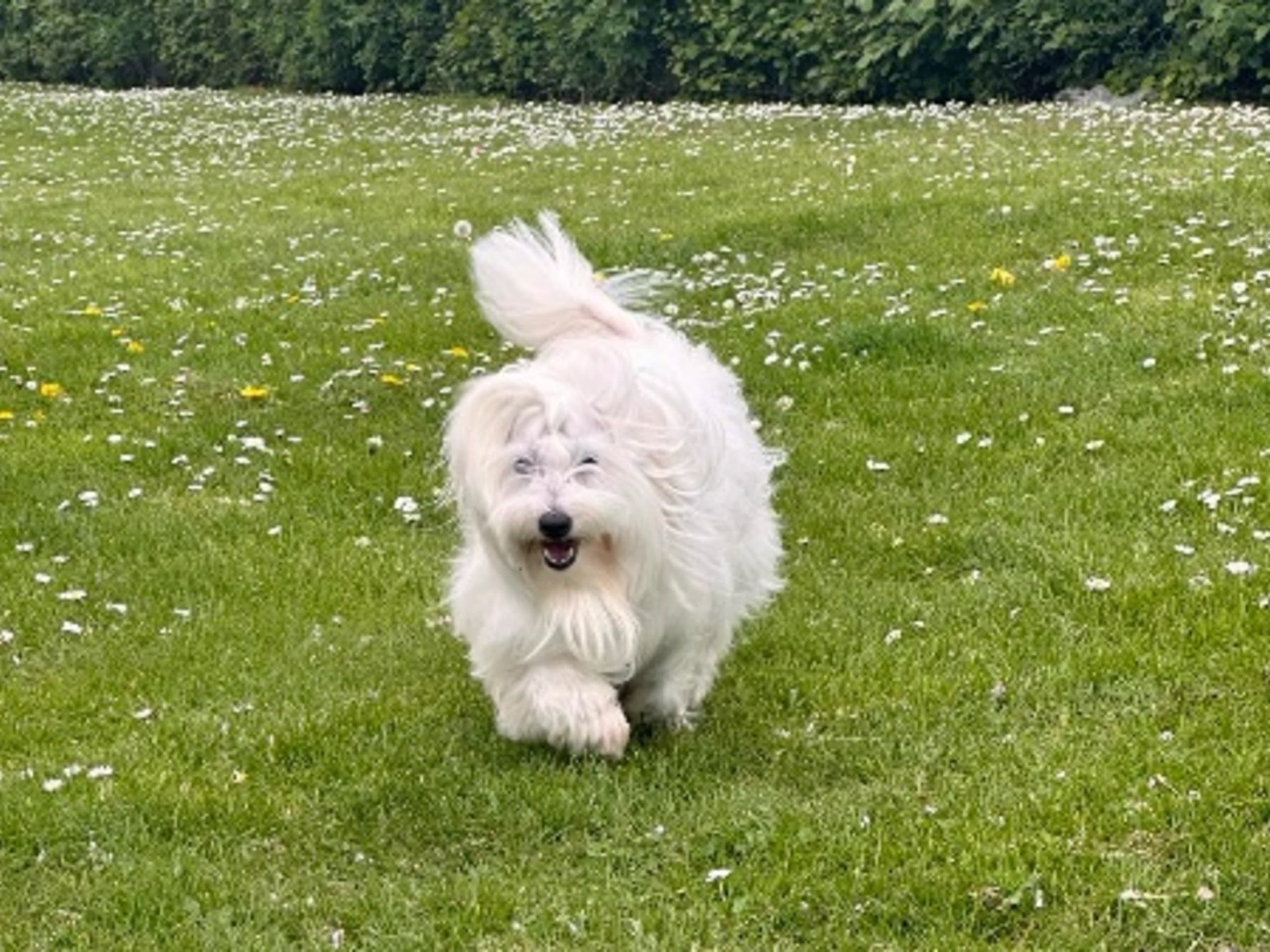 Mother: MOLI