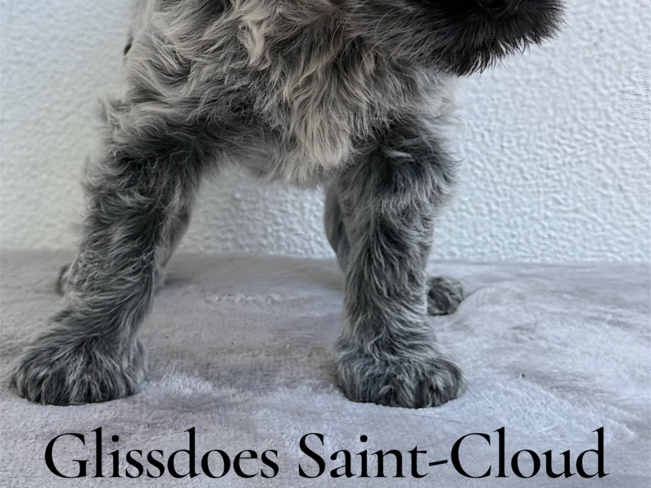 Glissdoes