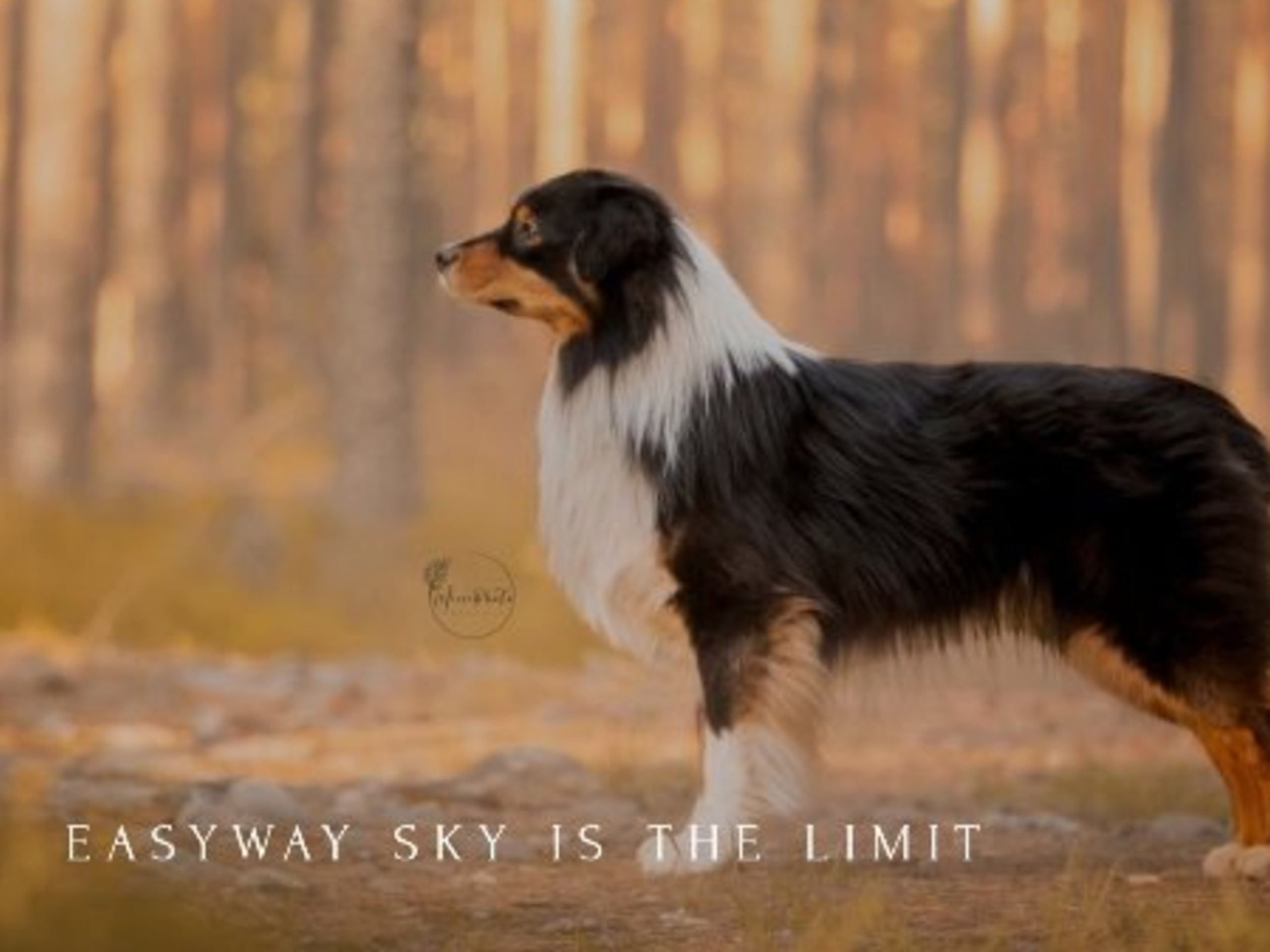 Father: EASYWAY SKY IS THE LIMIT