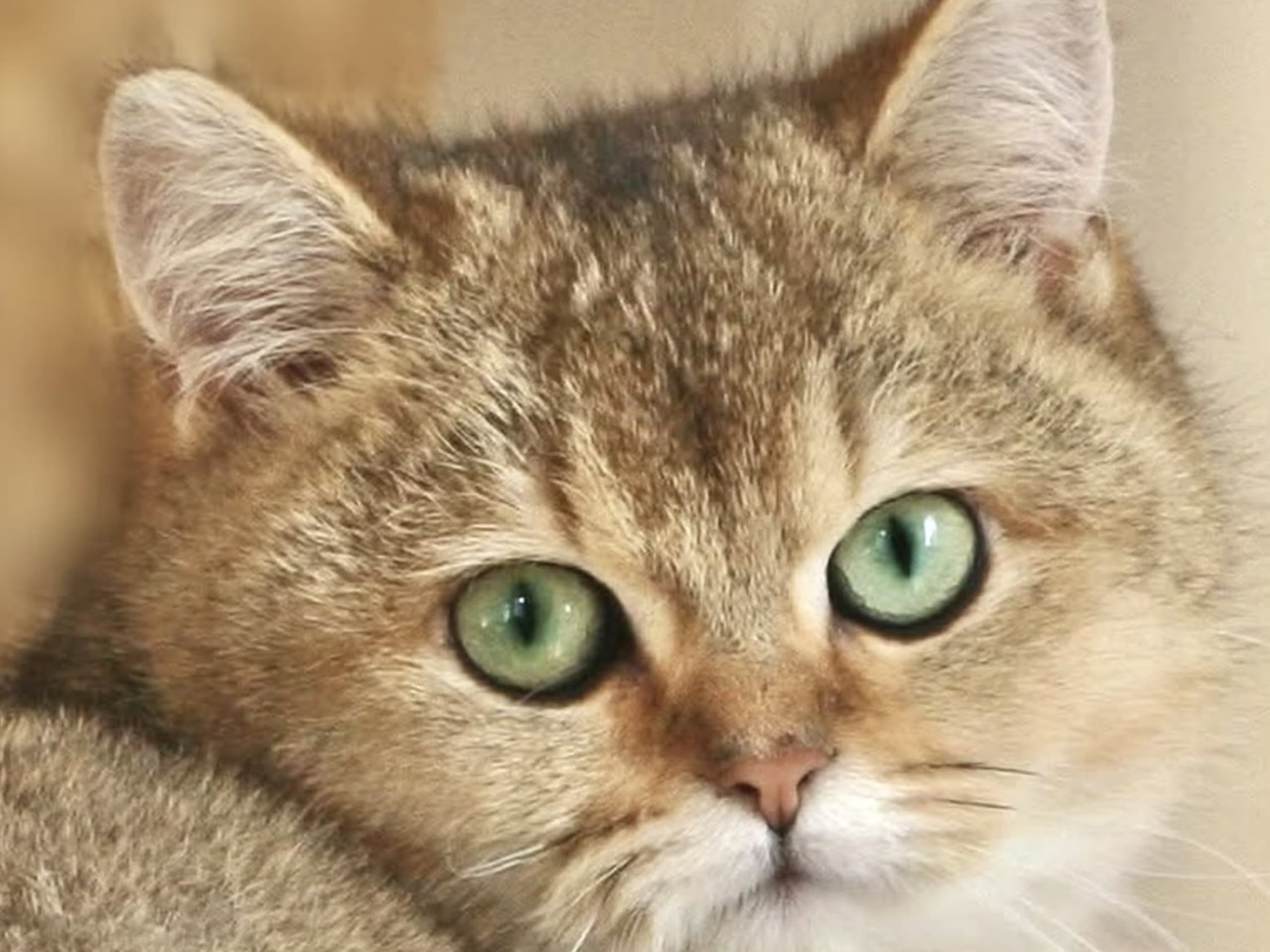 CHa