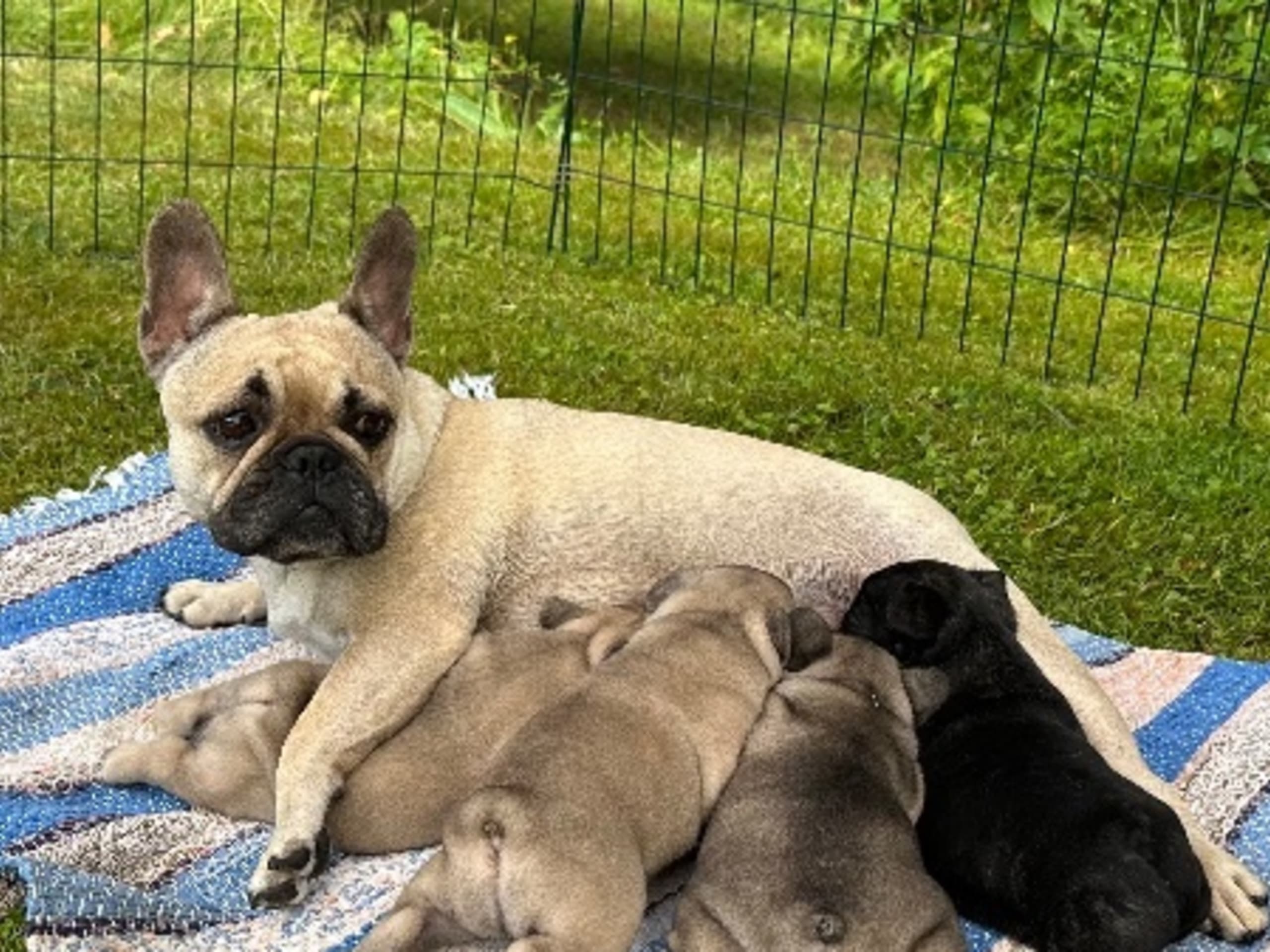 Mamma: SIAÖNS EMMELINE VANCE