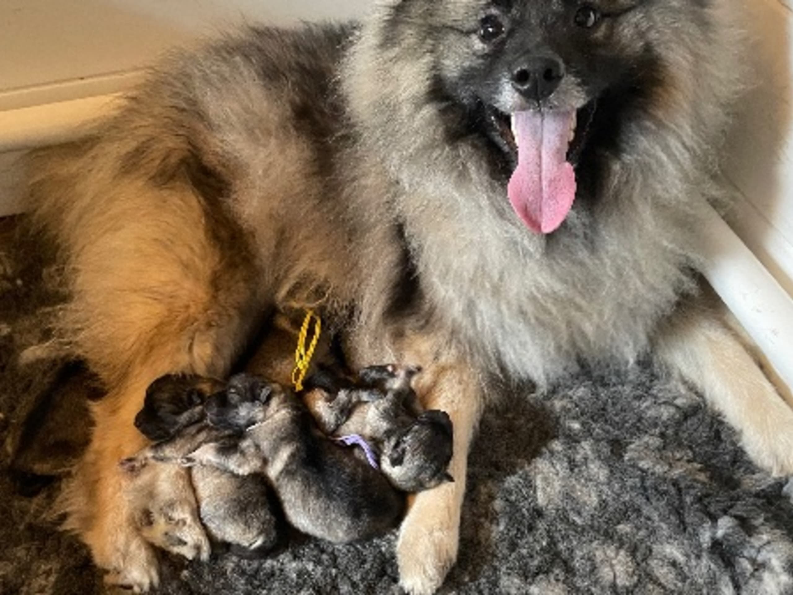 Mamma: SERENAUBACH MINA