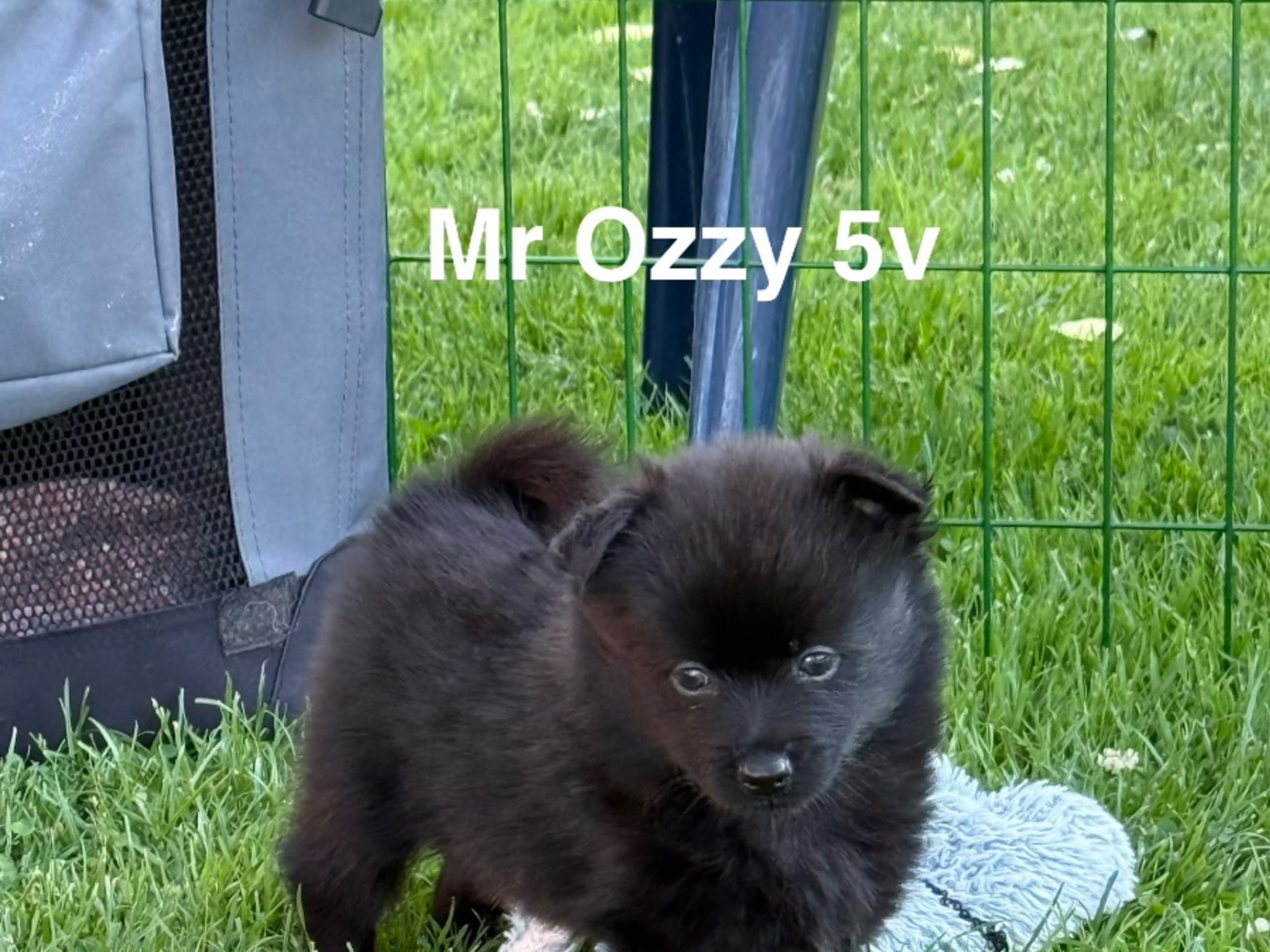 Puppy: MITTELSTARS MR OZZY
