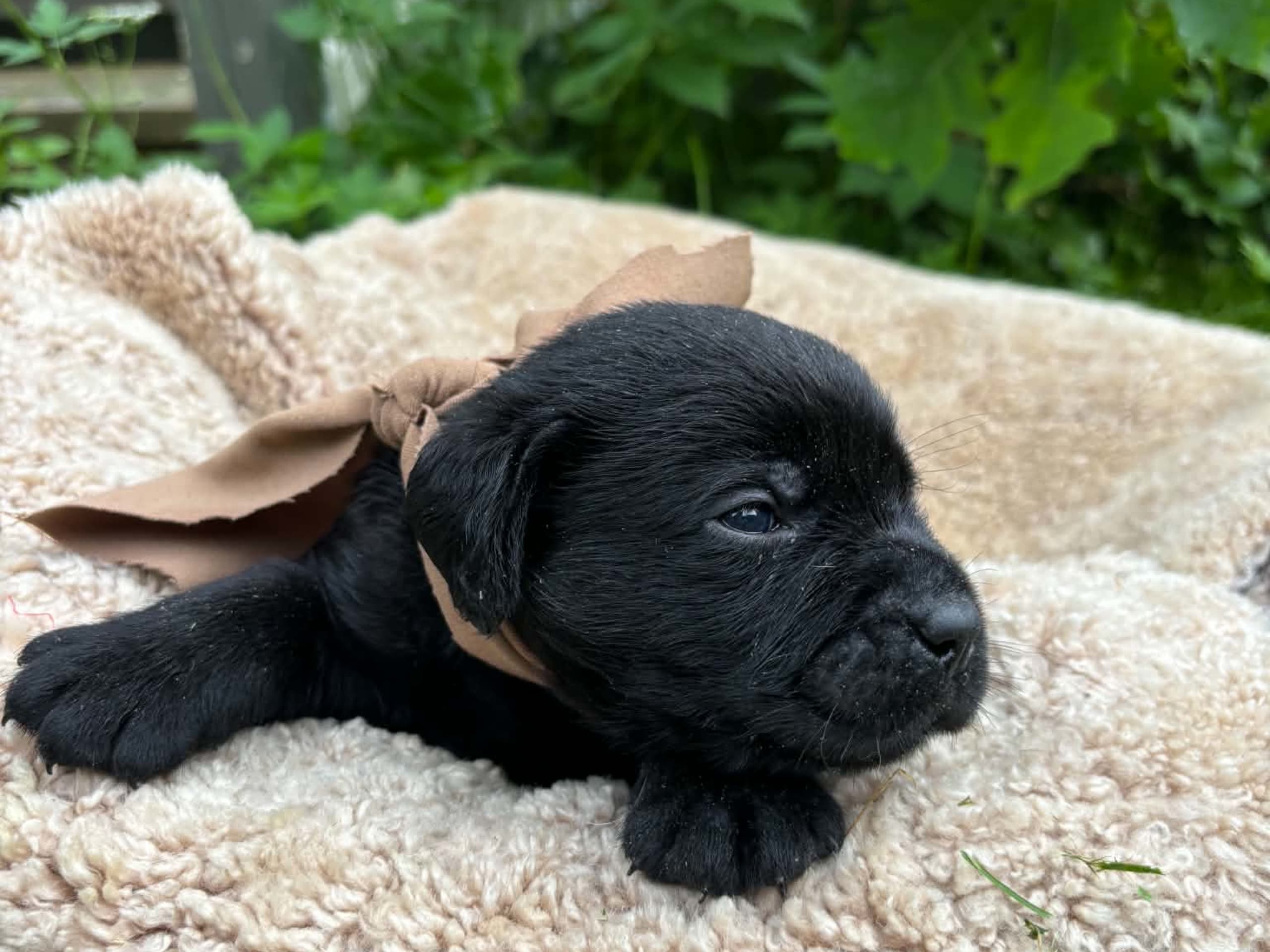 valp: Hannhund brun bånd