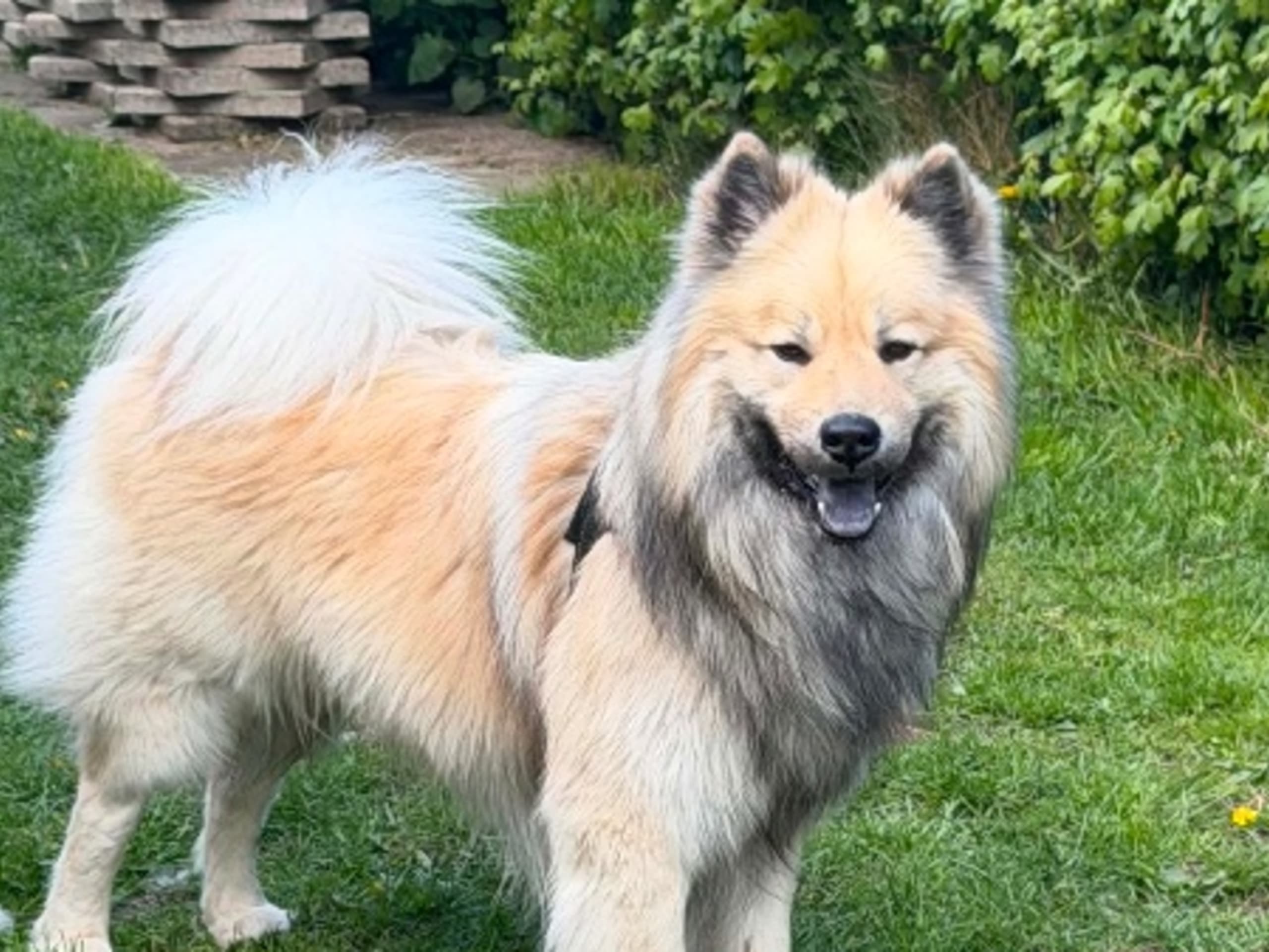 Love & Eurasier
