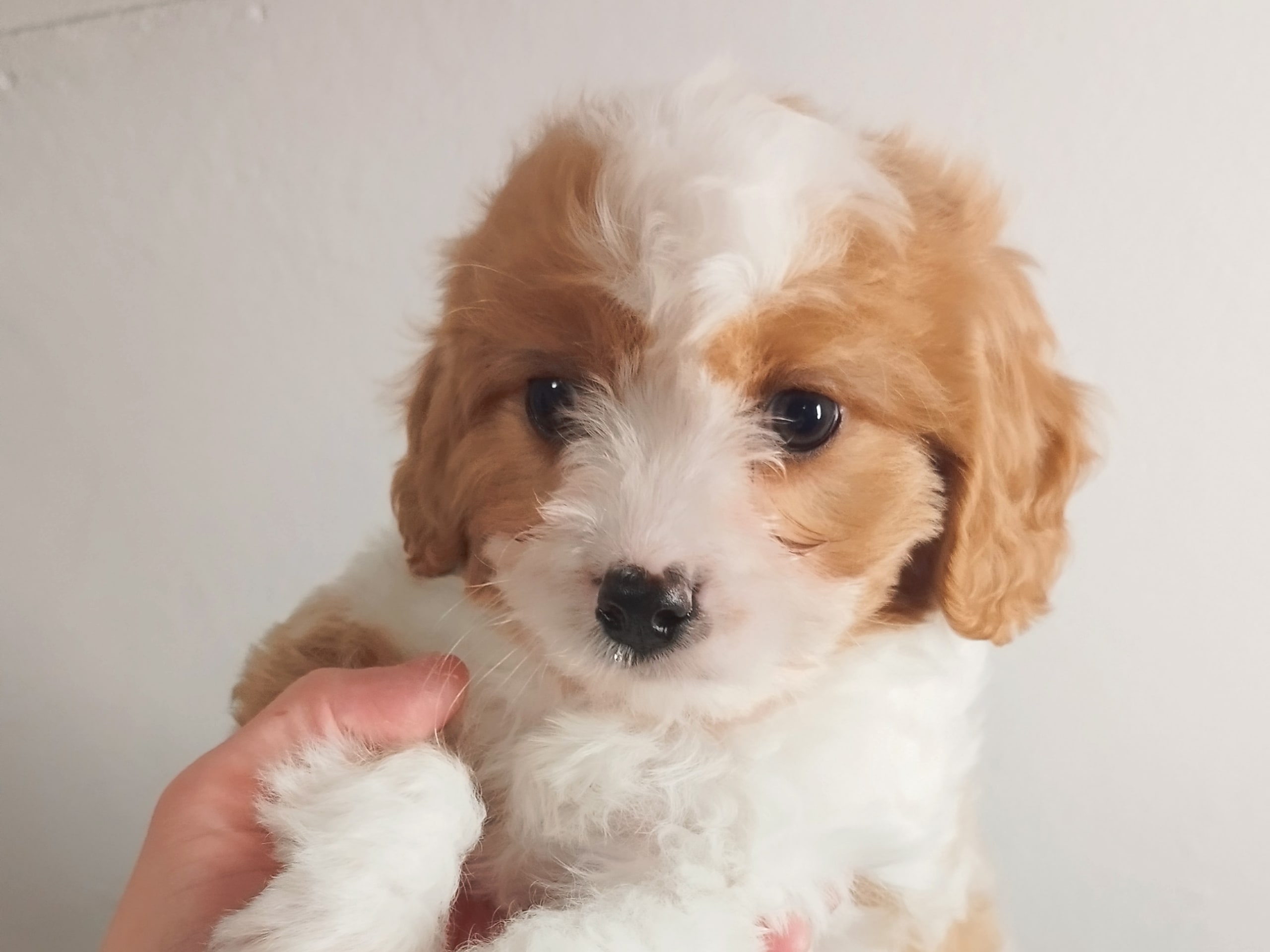 Hjortkvarns Cavapoo