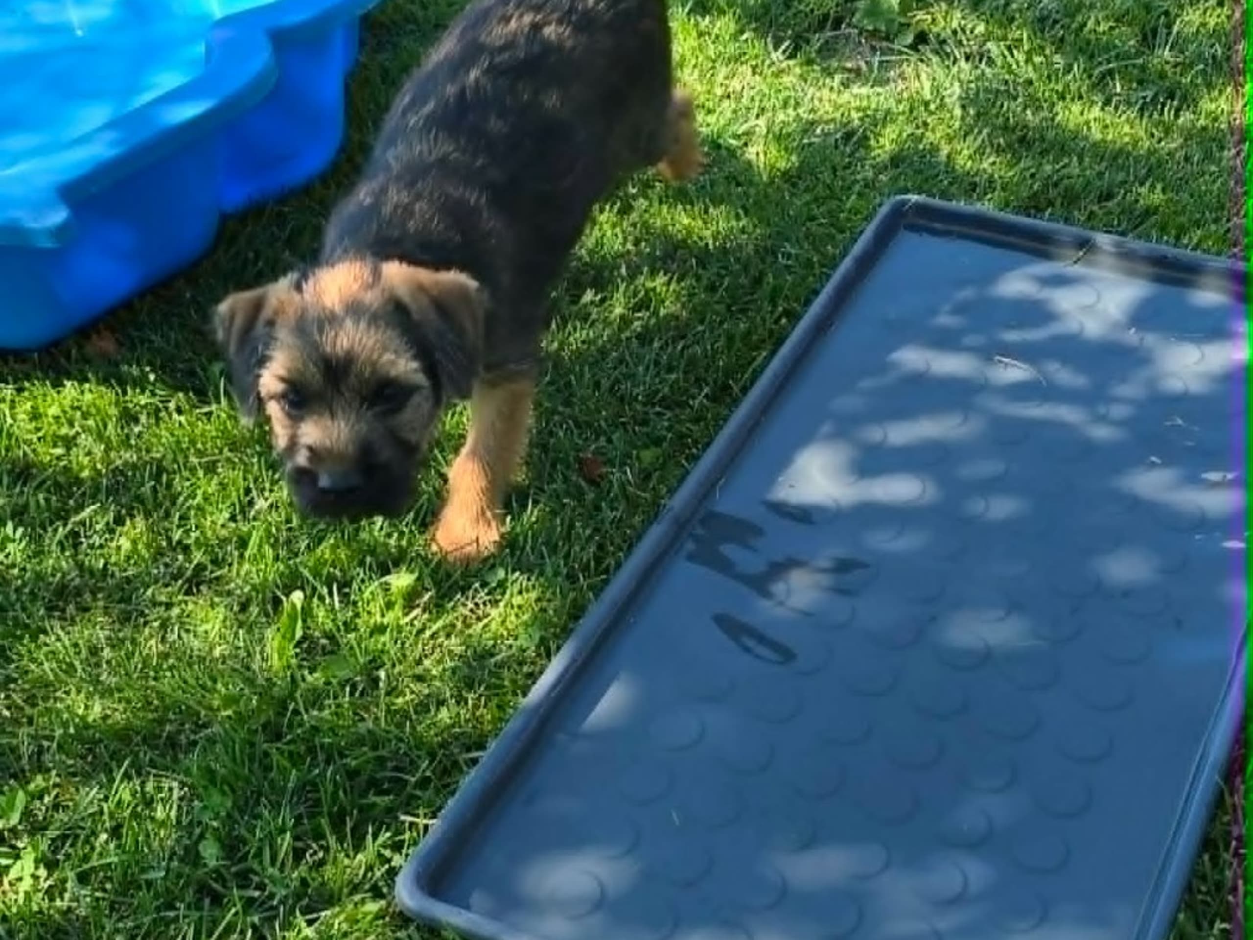Puppy: BORDERFUN THE JIGGER INN