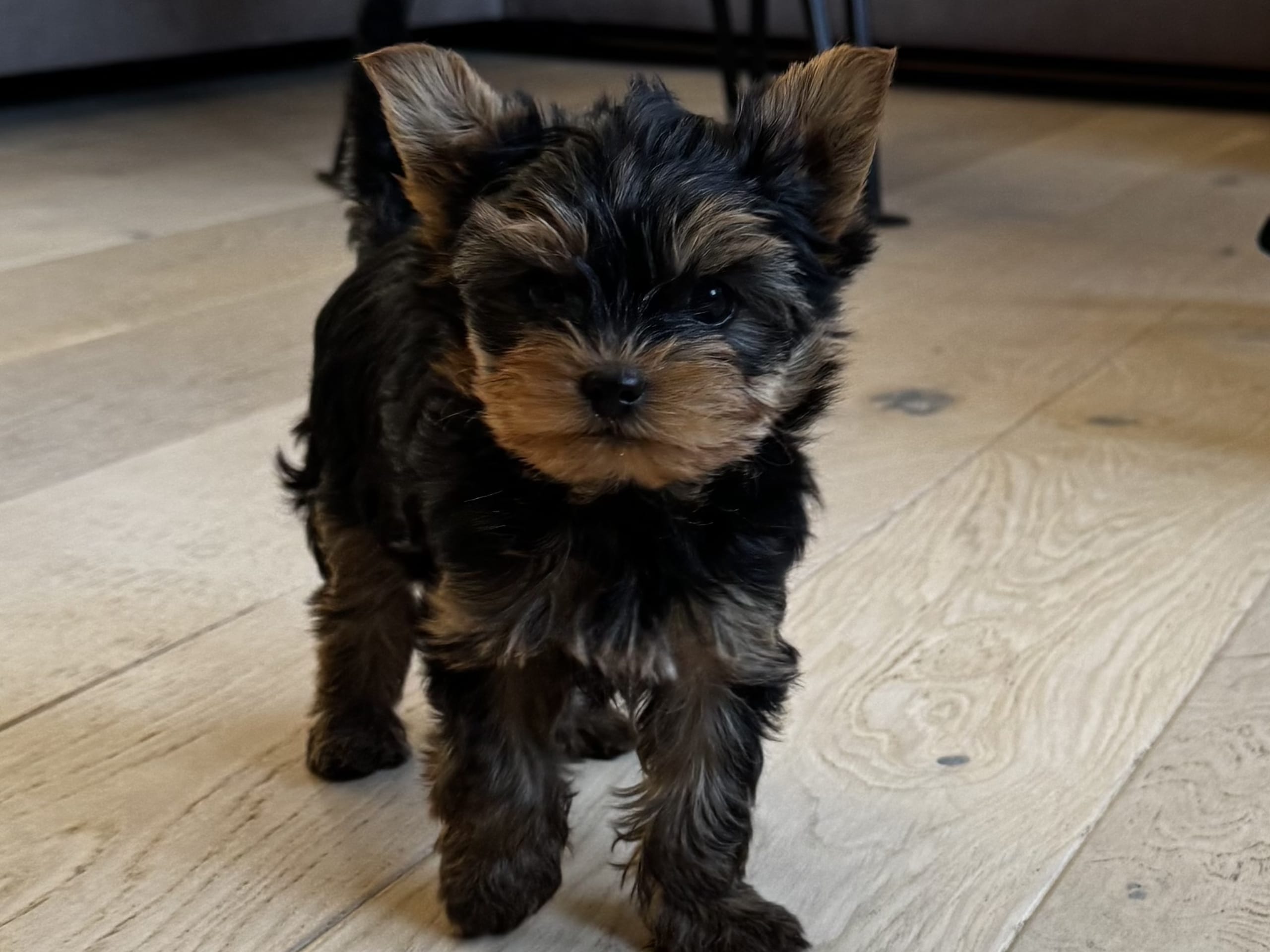 Puppy: Yorkshire Terrier
