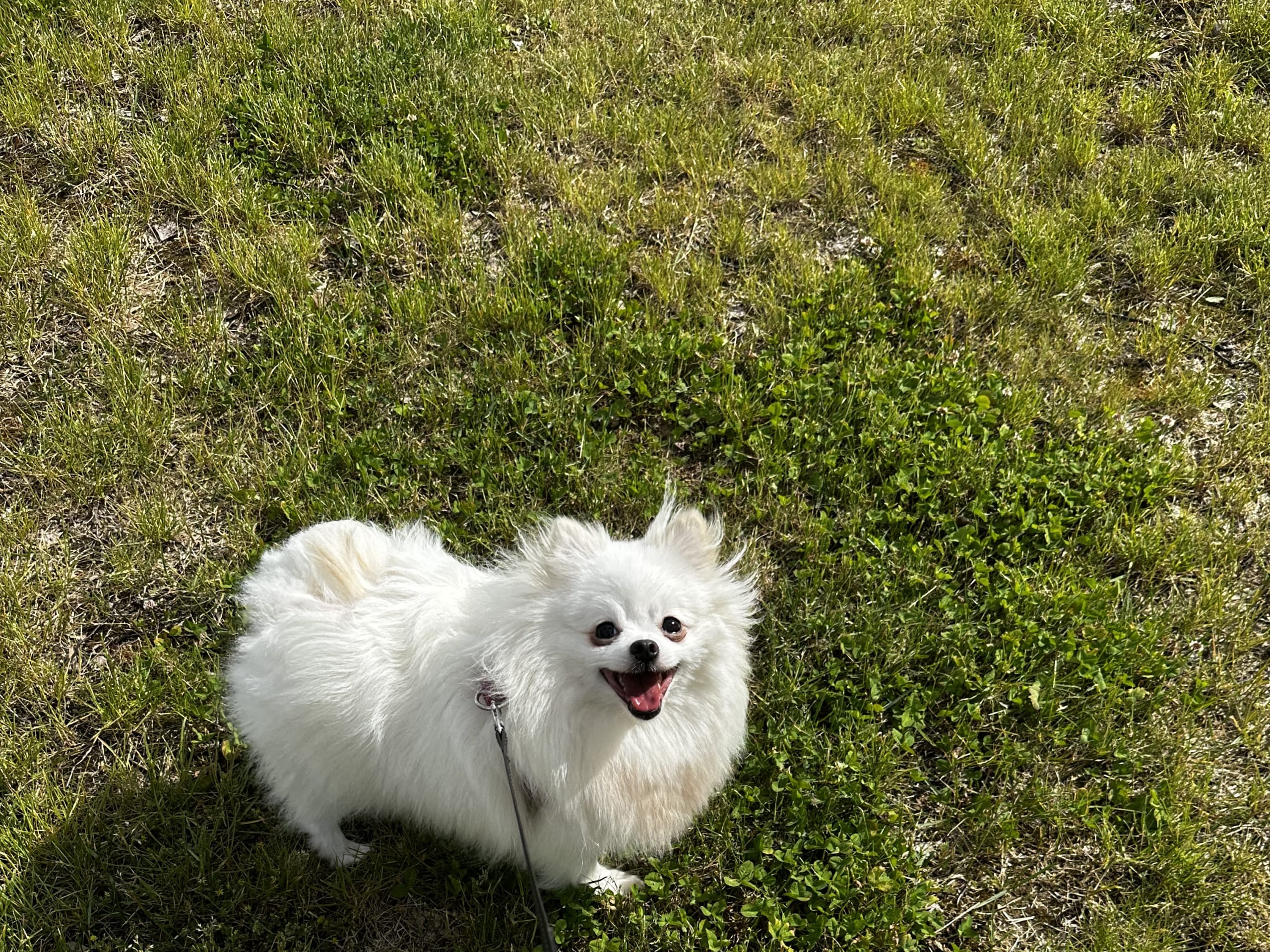 Aldo