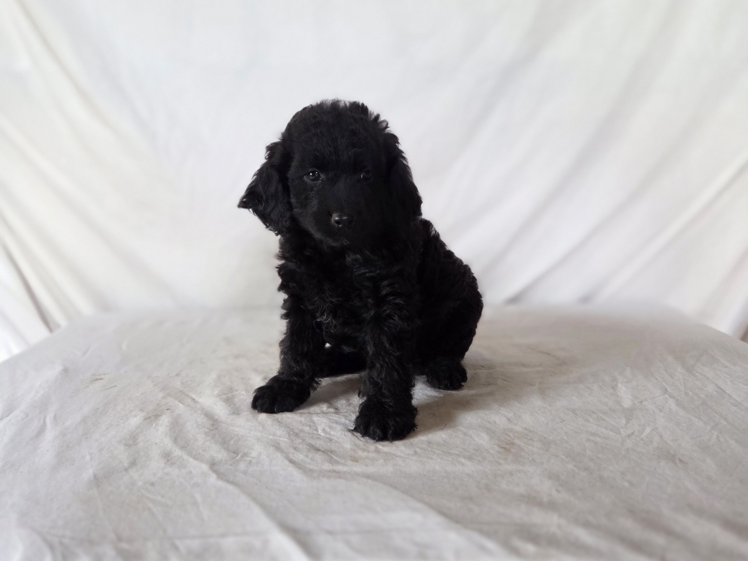 Puppy: Verbena