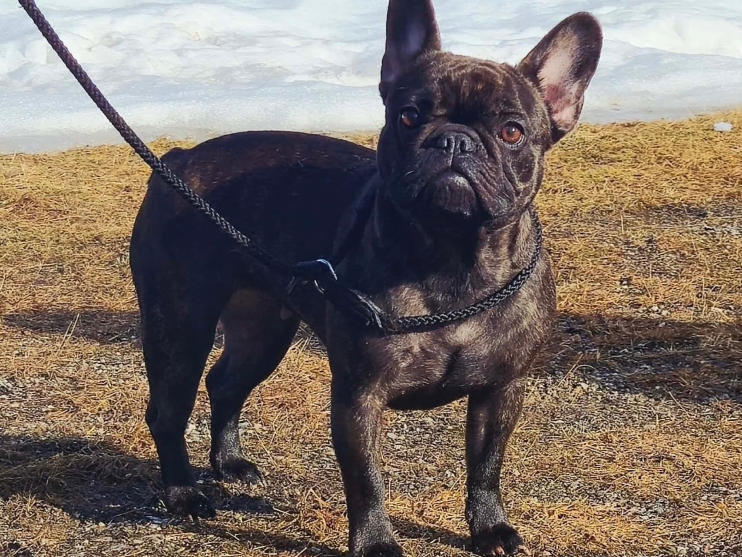 Hund: NORRA NY-S FLORA