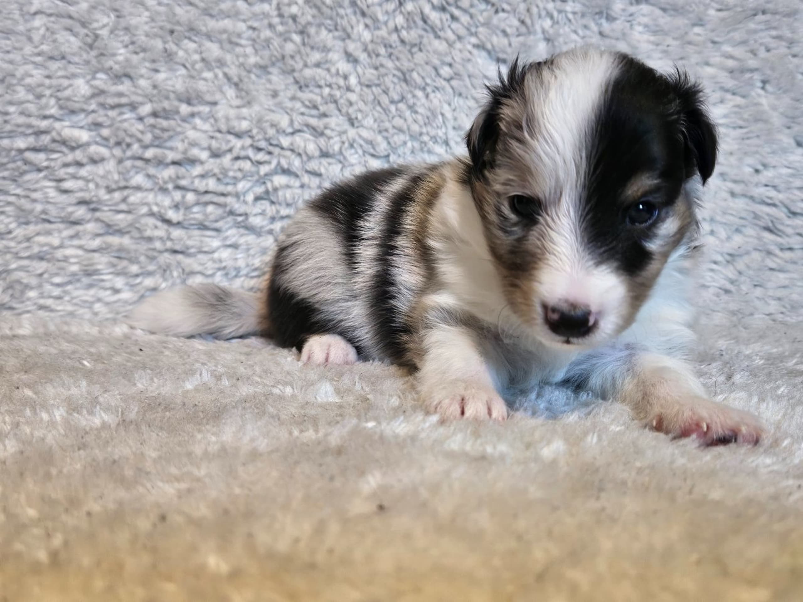 Puppy: SEA-OF-LOVE