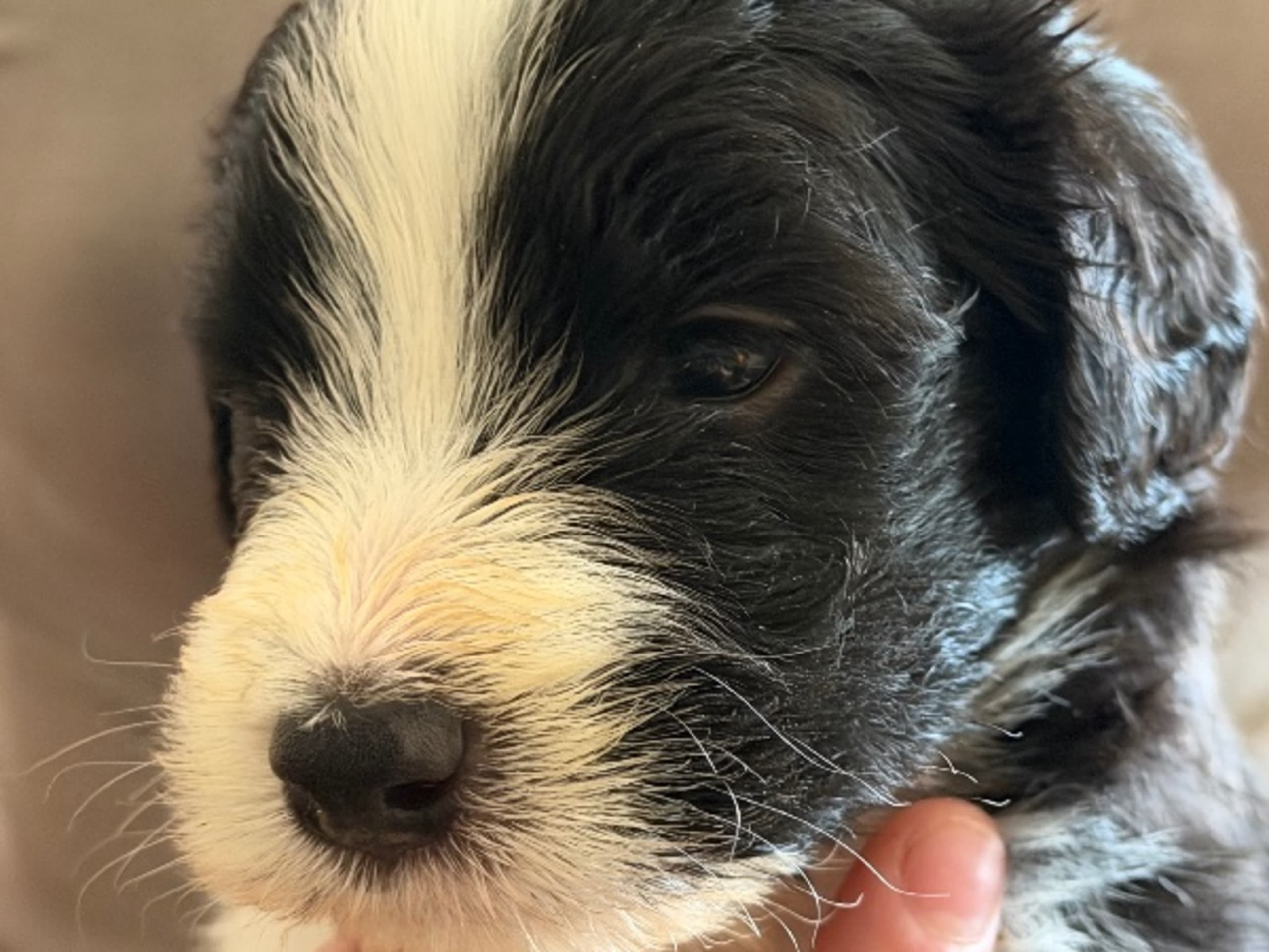 Puppy: HILLBACKA GATEWATCHER