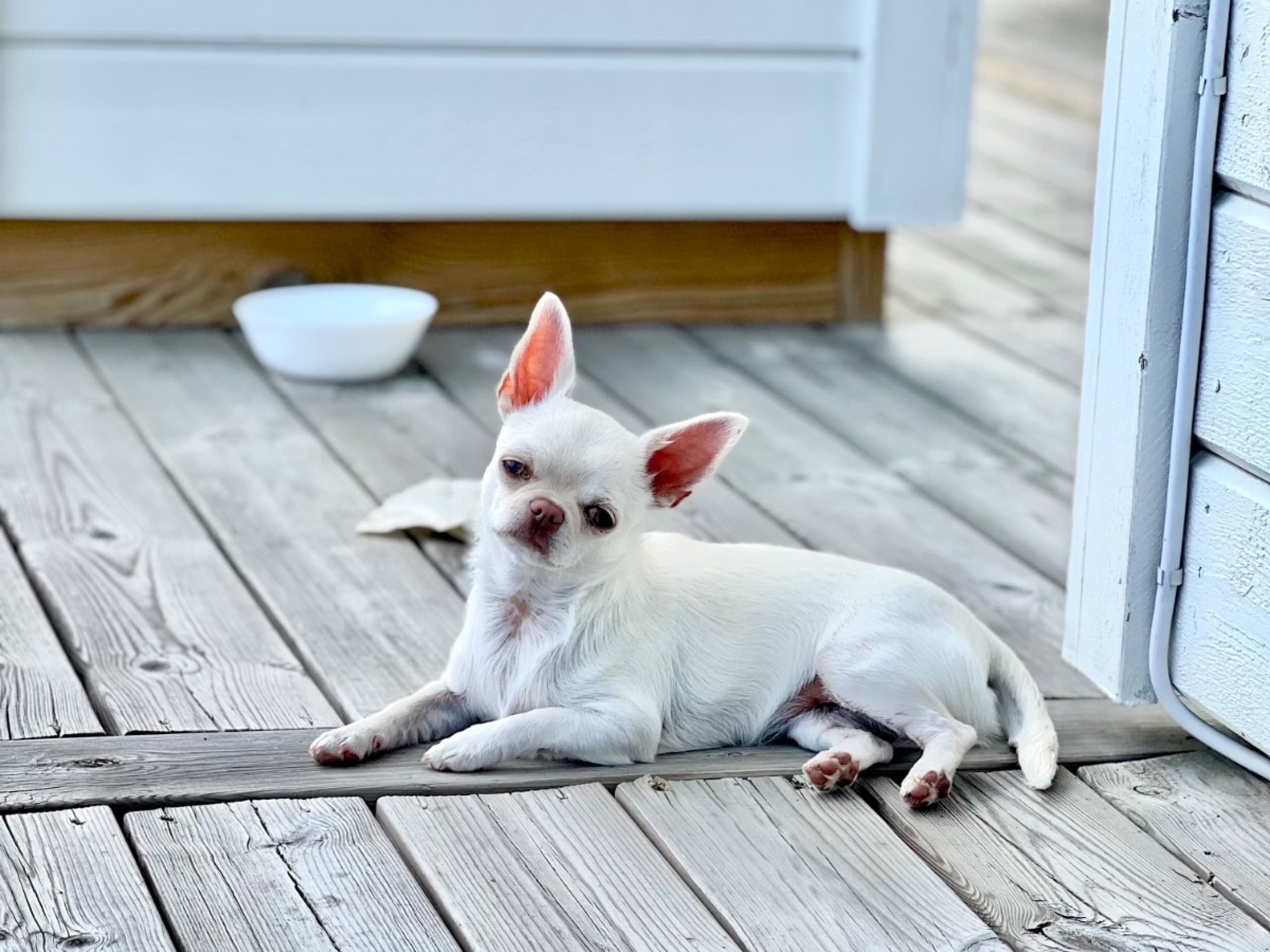 Puppy: GOLDENONE COVER ME IN SUNSHINE