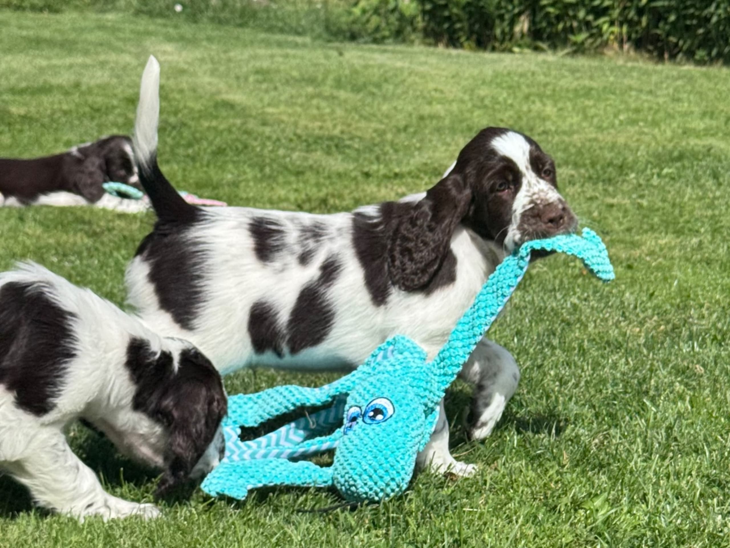 Puppy: HAPPY JOYRIDES IMPRESSIVE