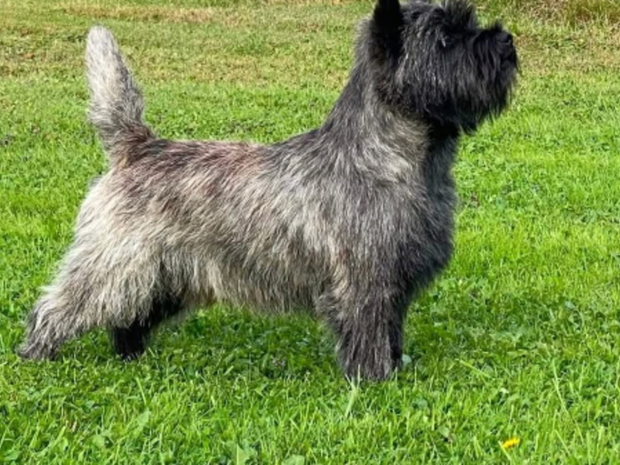 Father: ROCCO'S COLLAR ALL BARK AND NO BITE