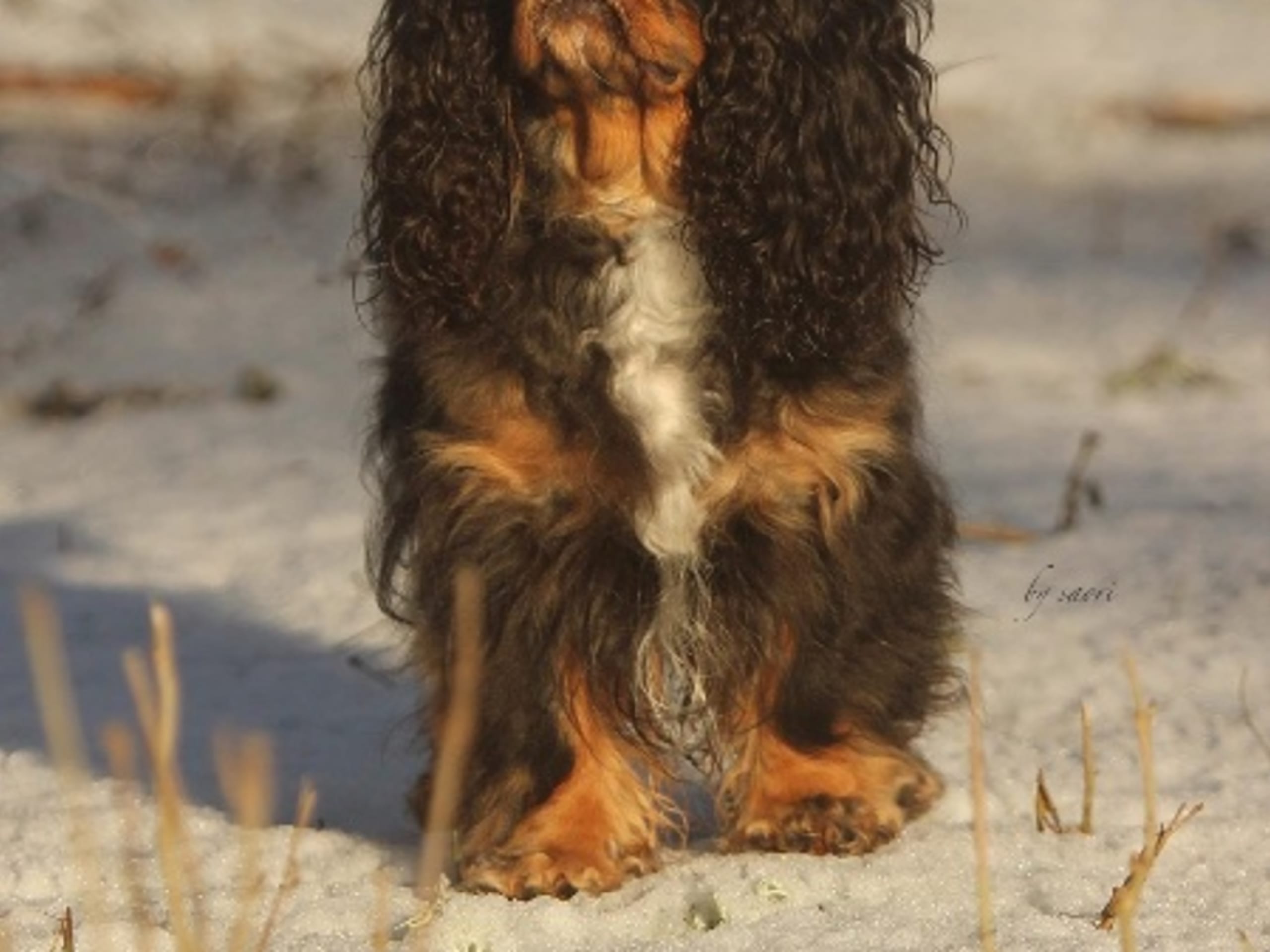 Cinnamon