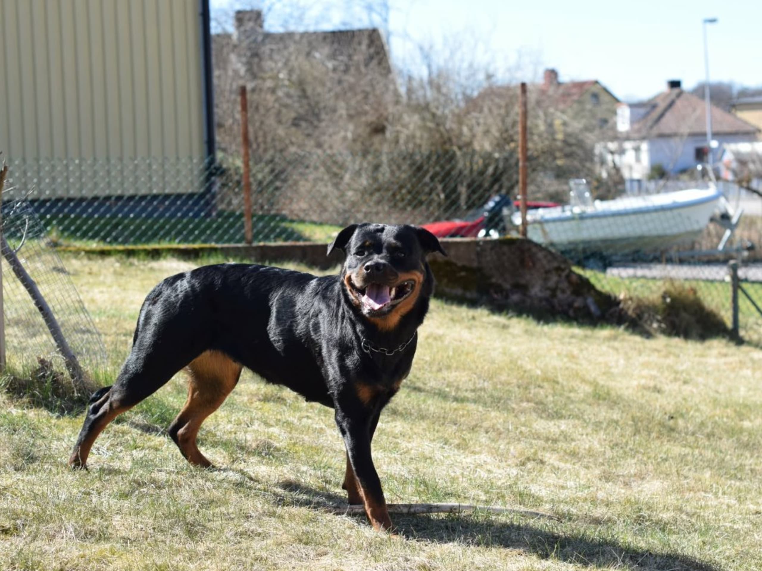Dog: DEXLINE'S YAZZA VON YADE