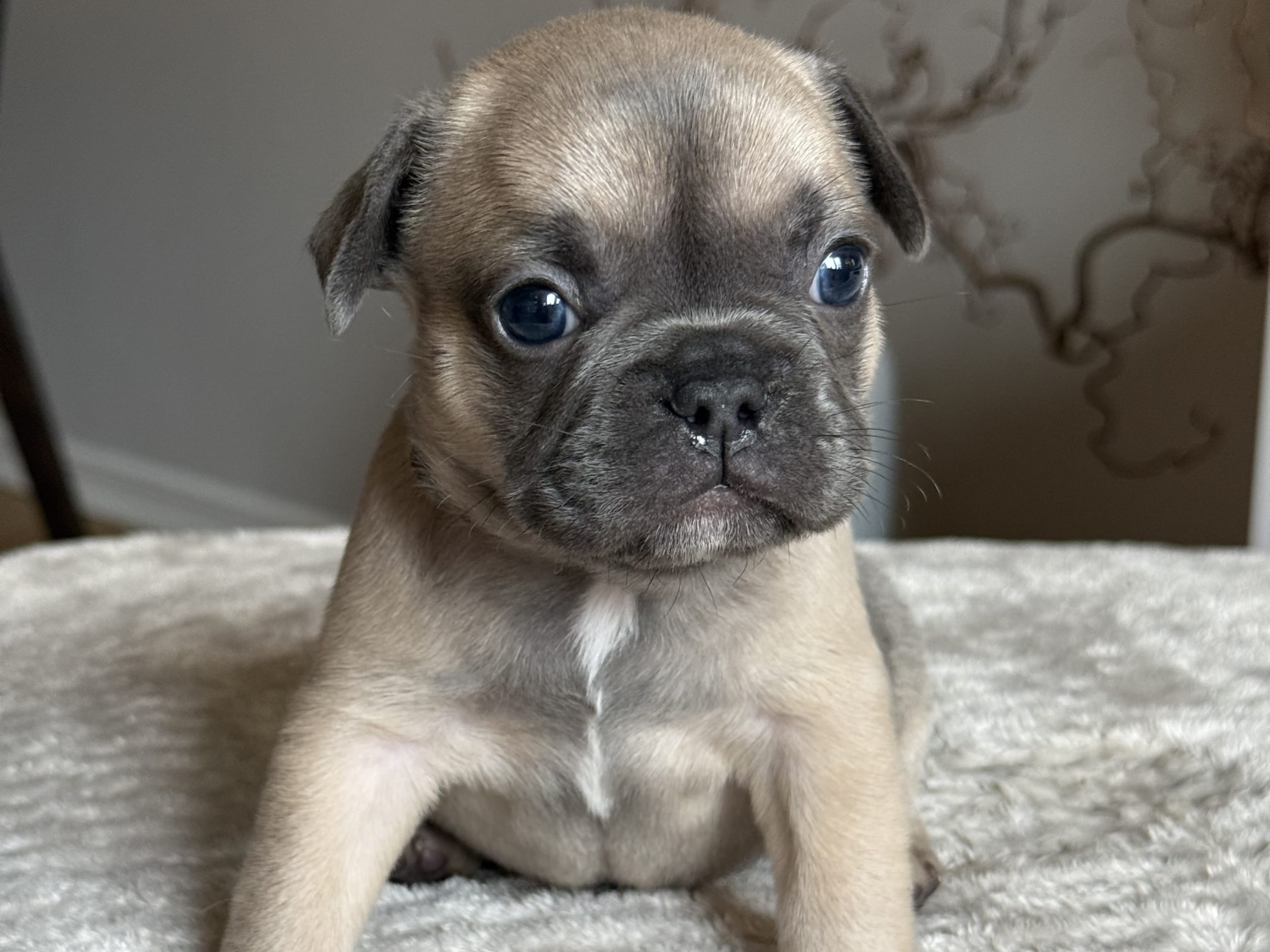 Valp: Teddy