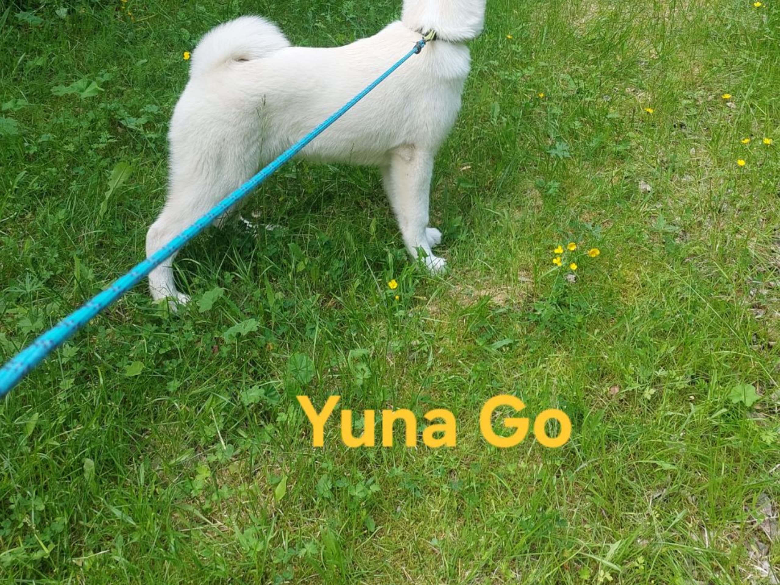 Puppy: KRAYONS YUNA GO