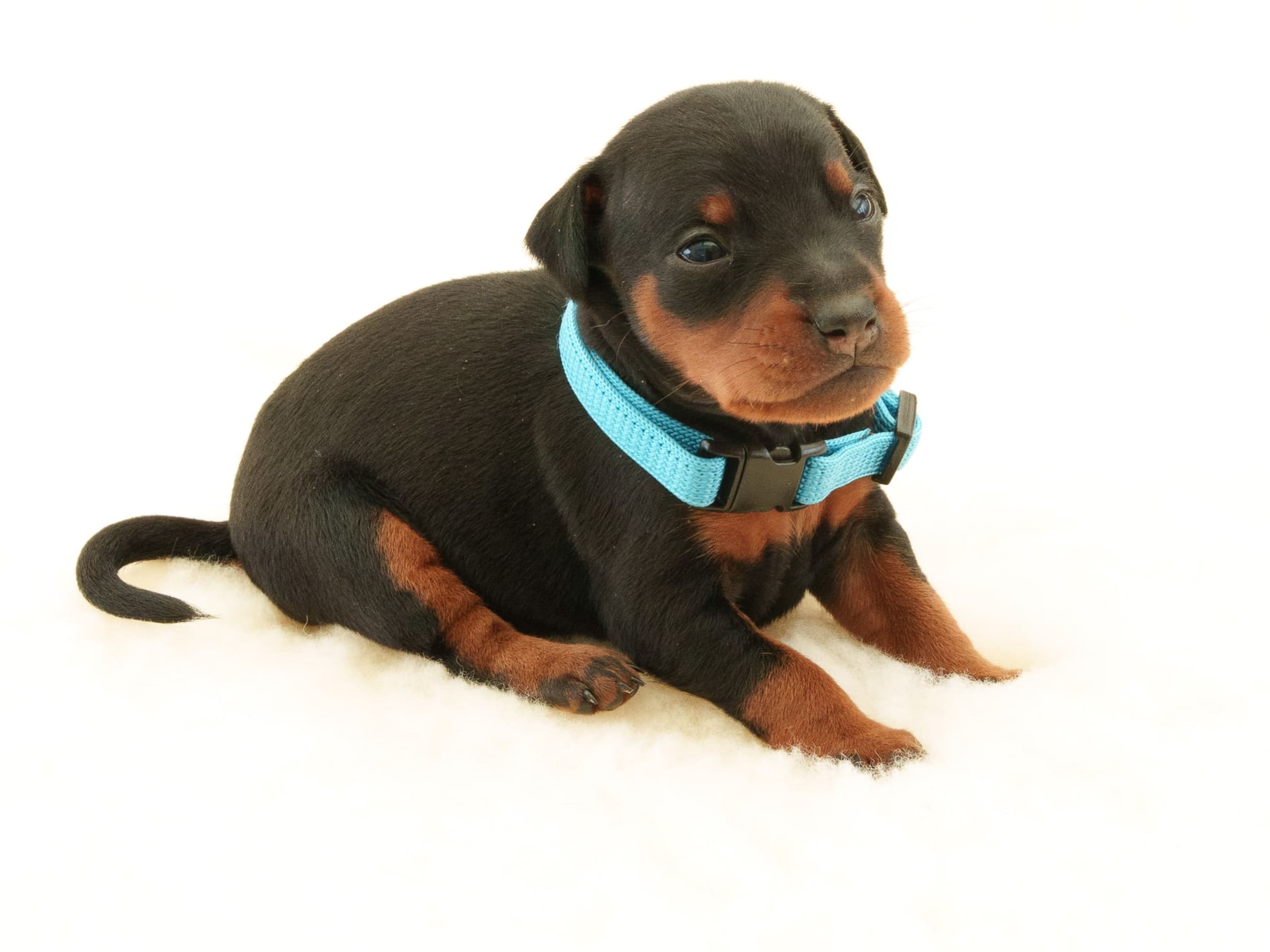valp: Male 3