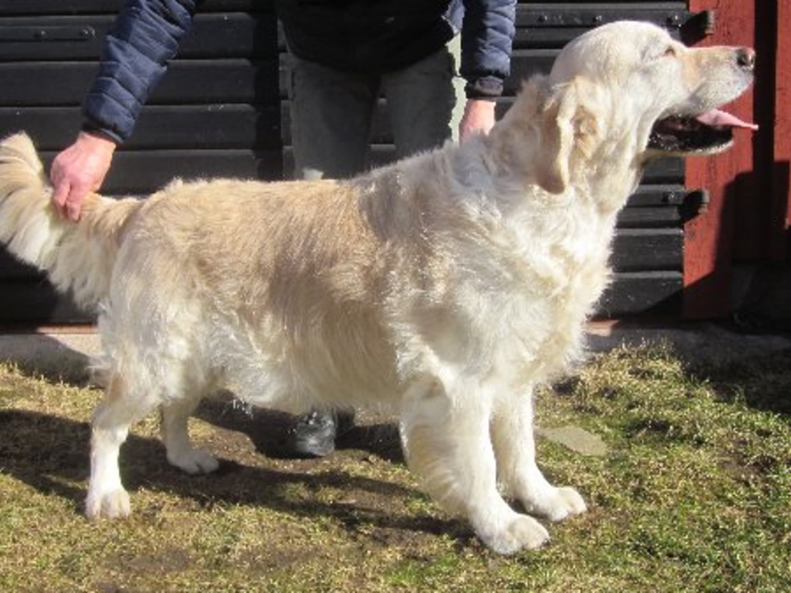 Mother: GULD-FIAS BELONA