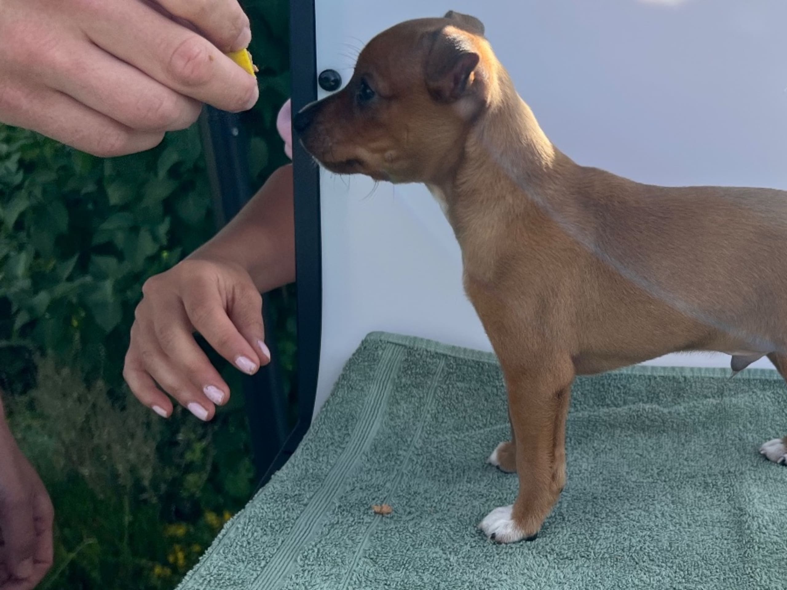 Puppy: ATRICHOS ACE A FURRY FUDGE