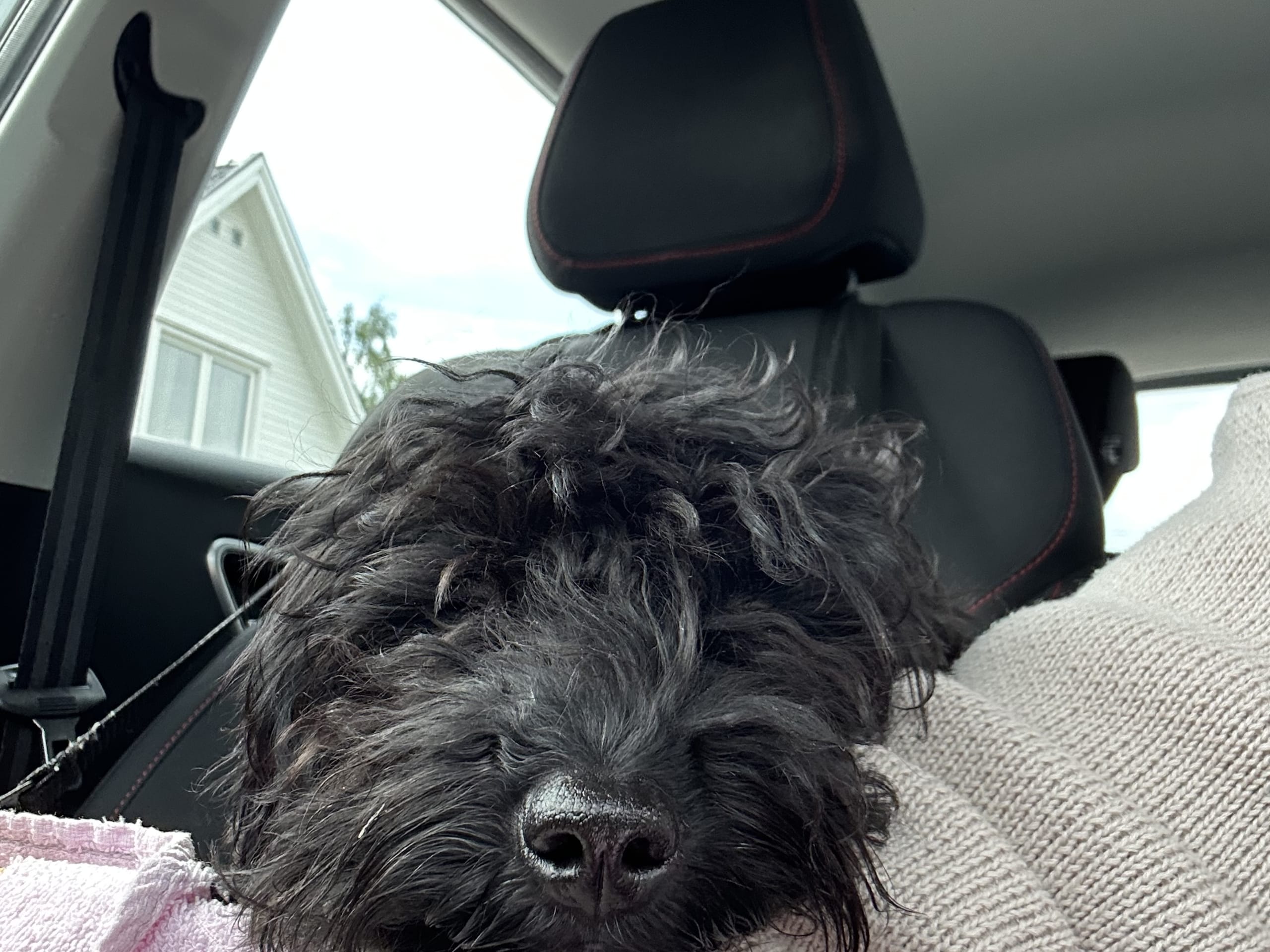 Puppy: Bobo