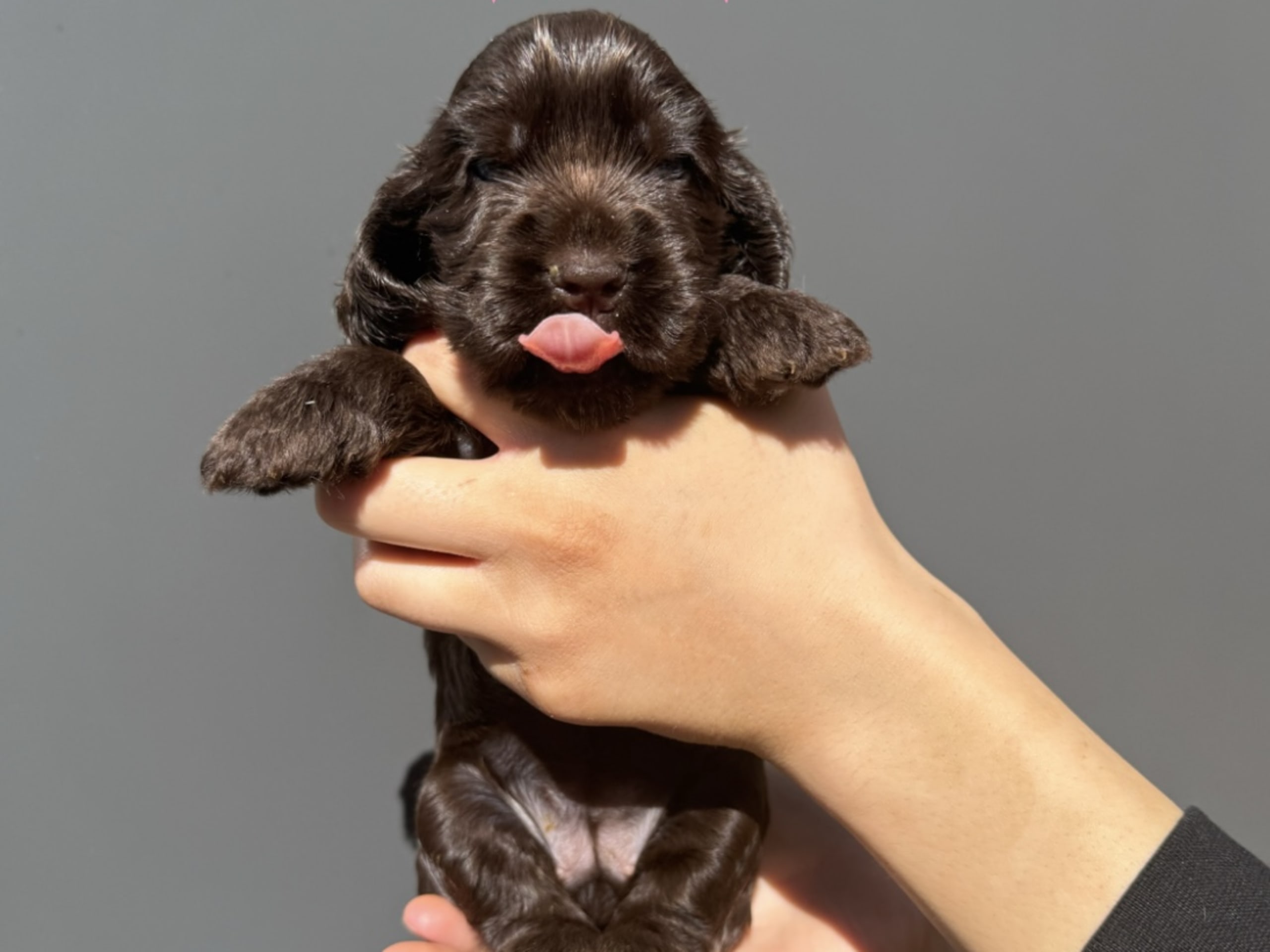 Valp: Stella
