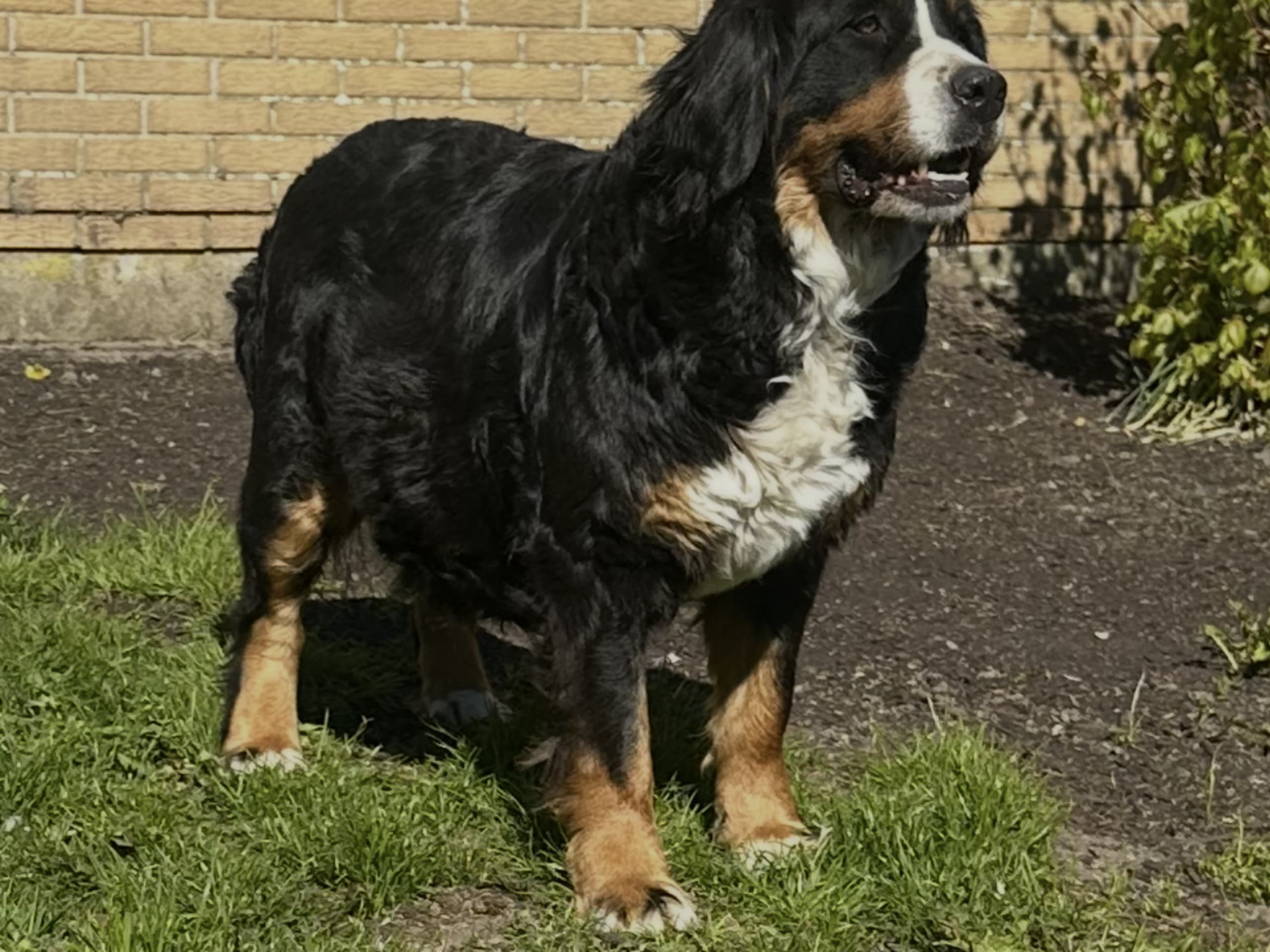 Mor: Tessa