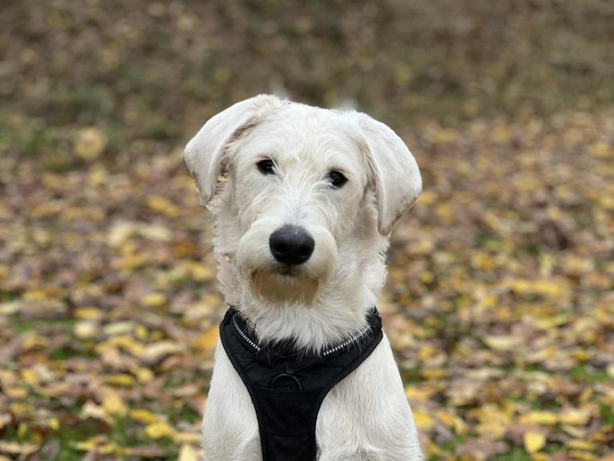 Smith Labradoodles