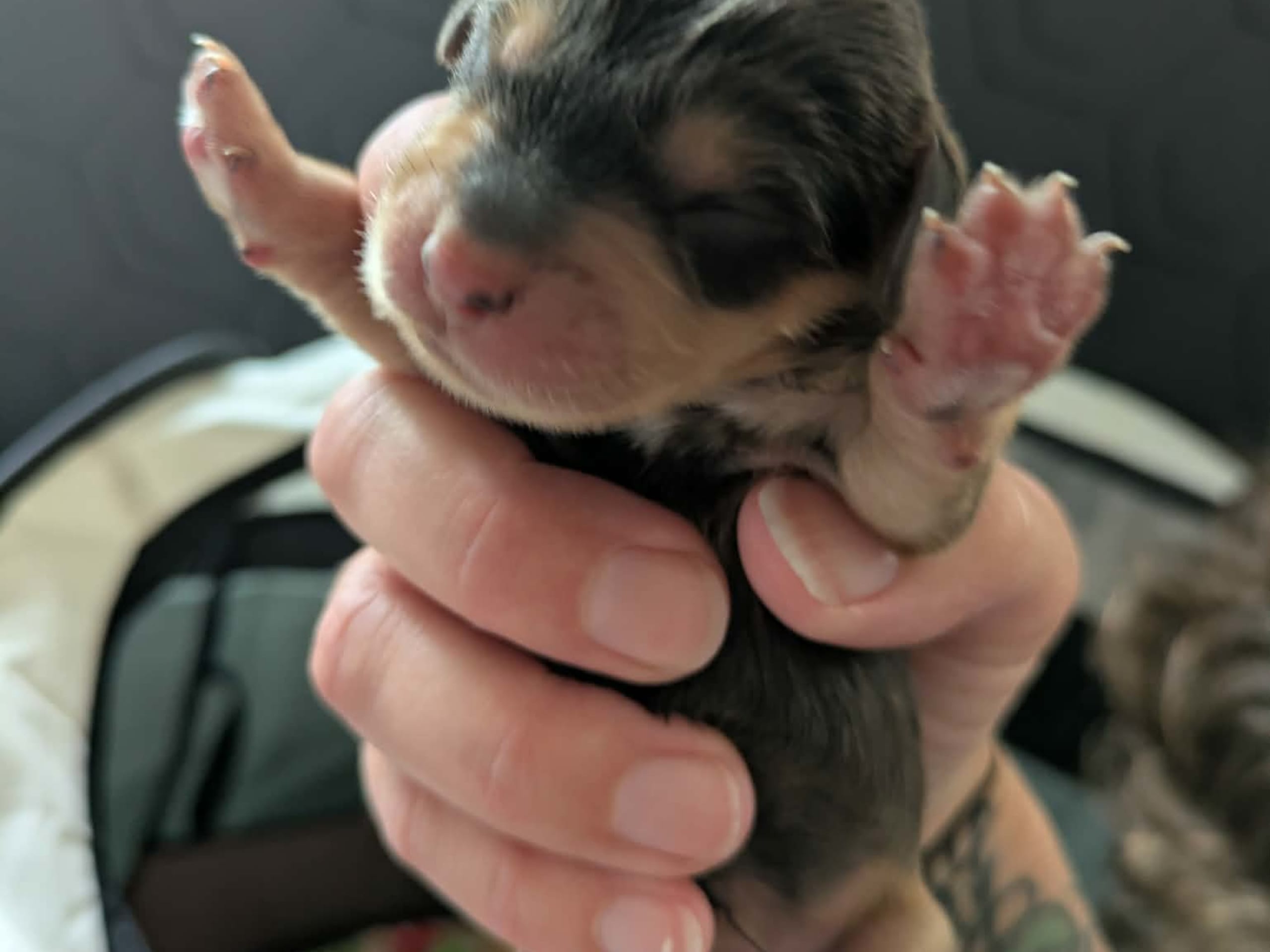 Puppy: Tik 1
