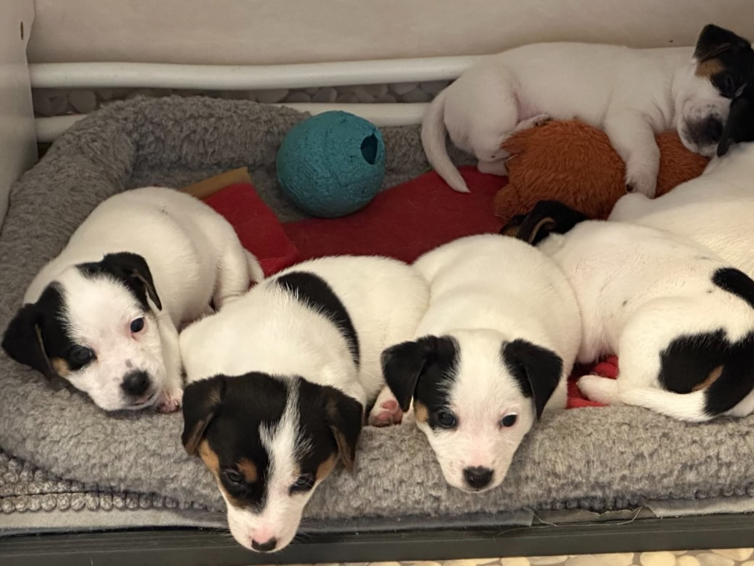 Limelight Kennels