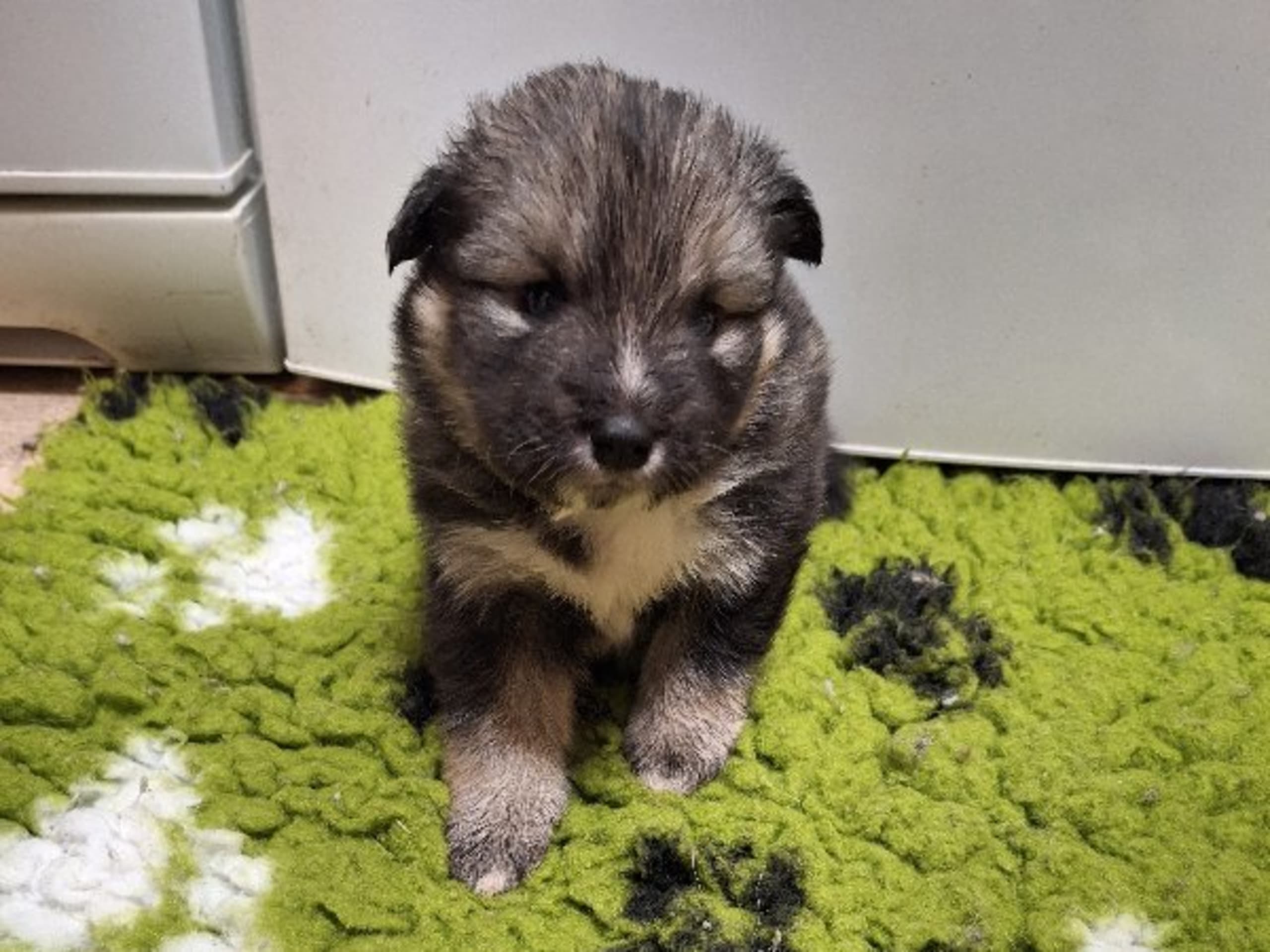 Puppy: FAIRDOGS TOIVO