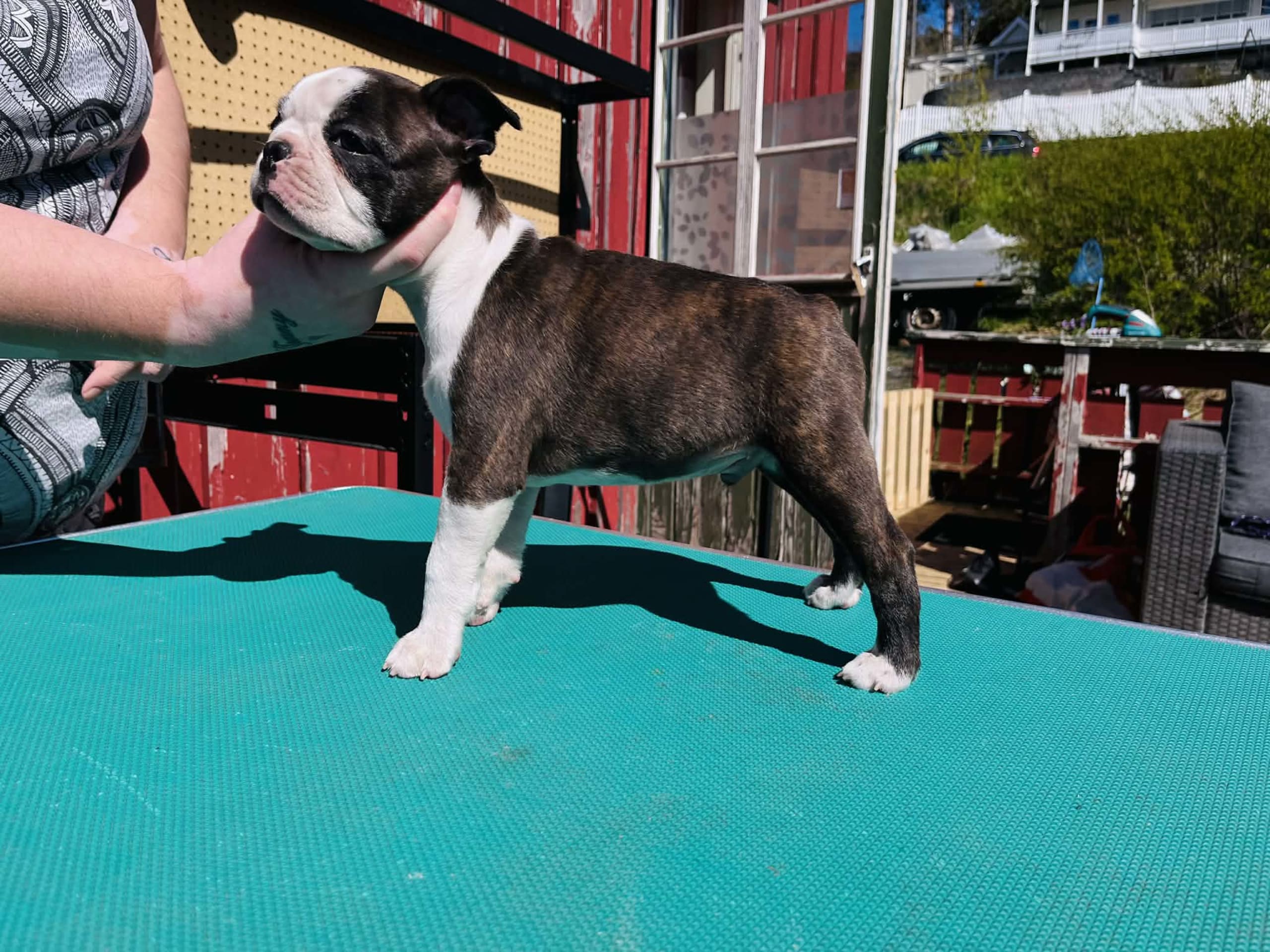 Valp: Male 1