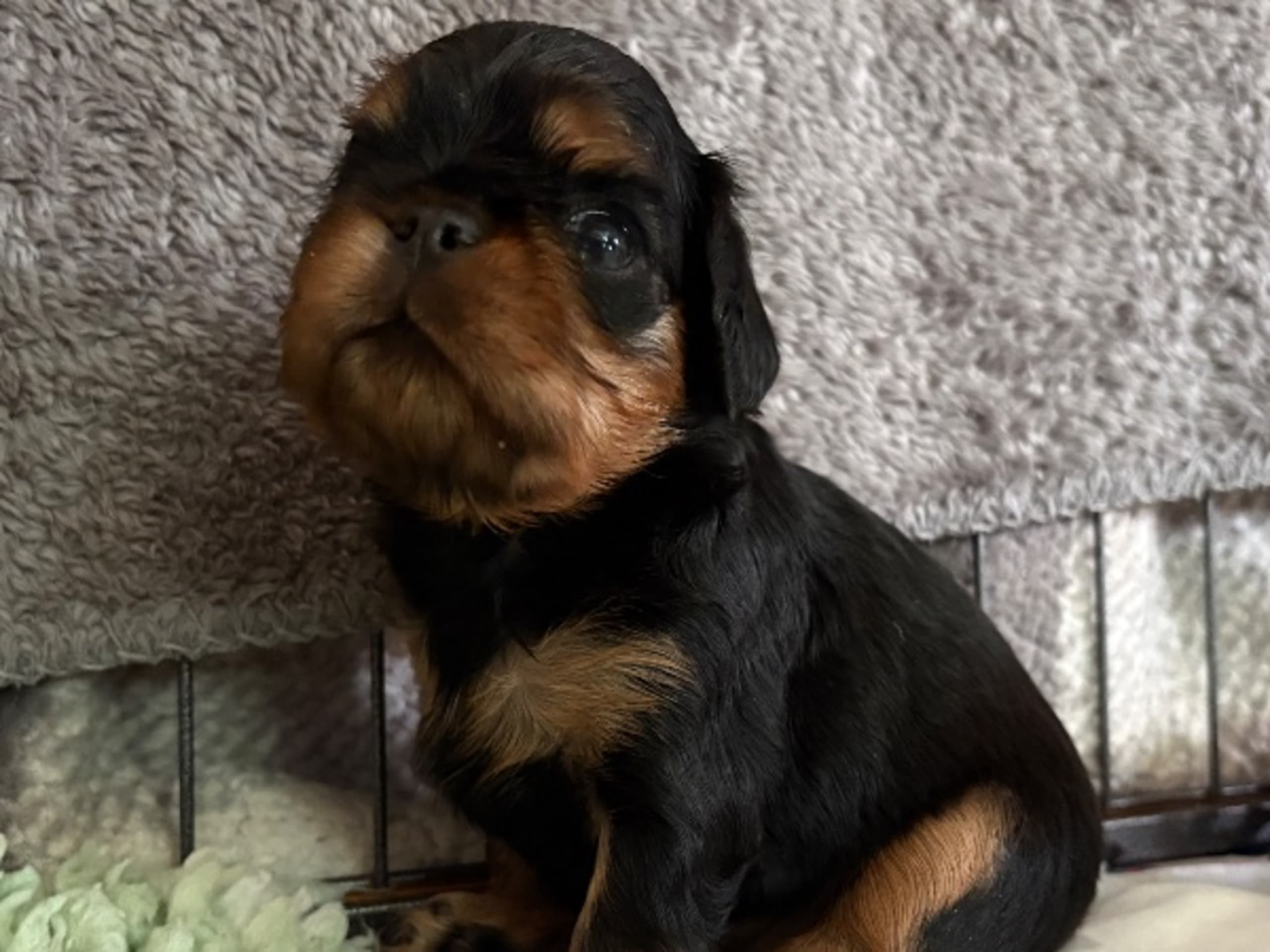 Puppy: SHIM SHIM SHIREE STELLA