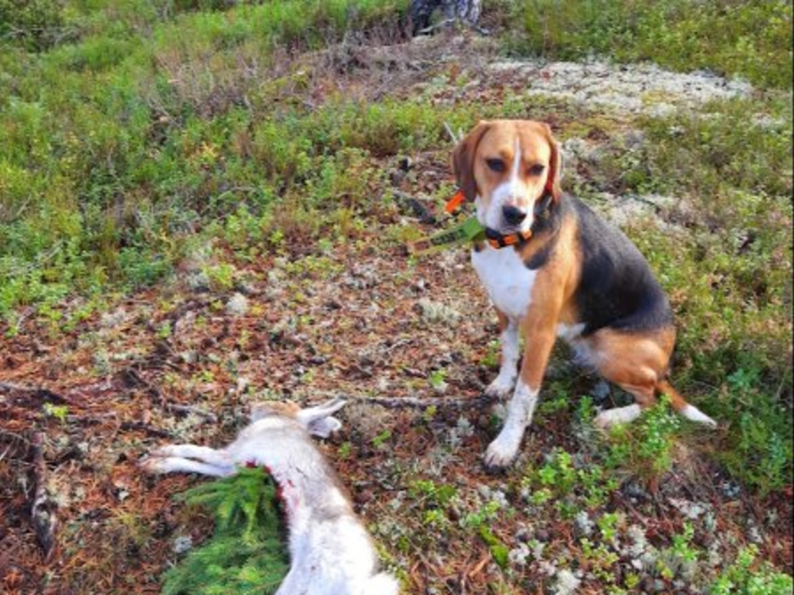 Mother: BJÖRNEKES LILLY