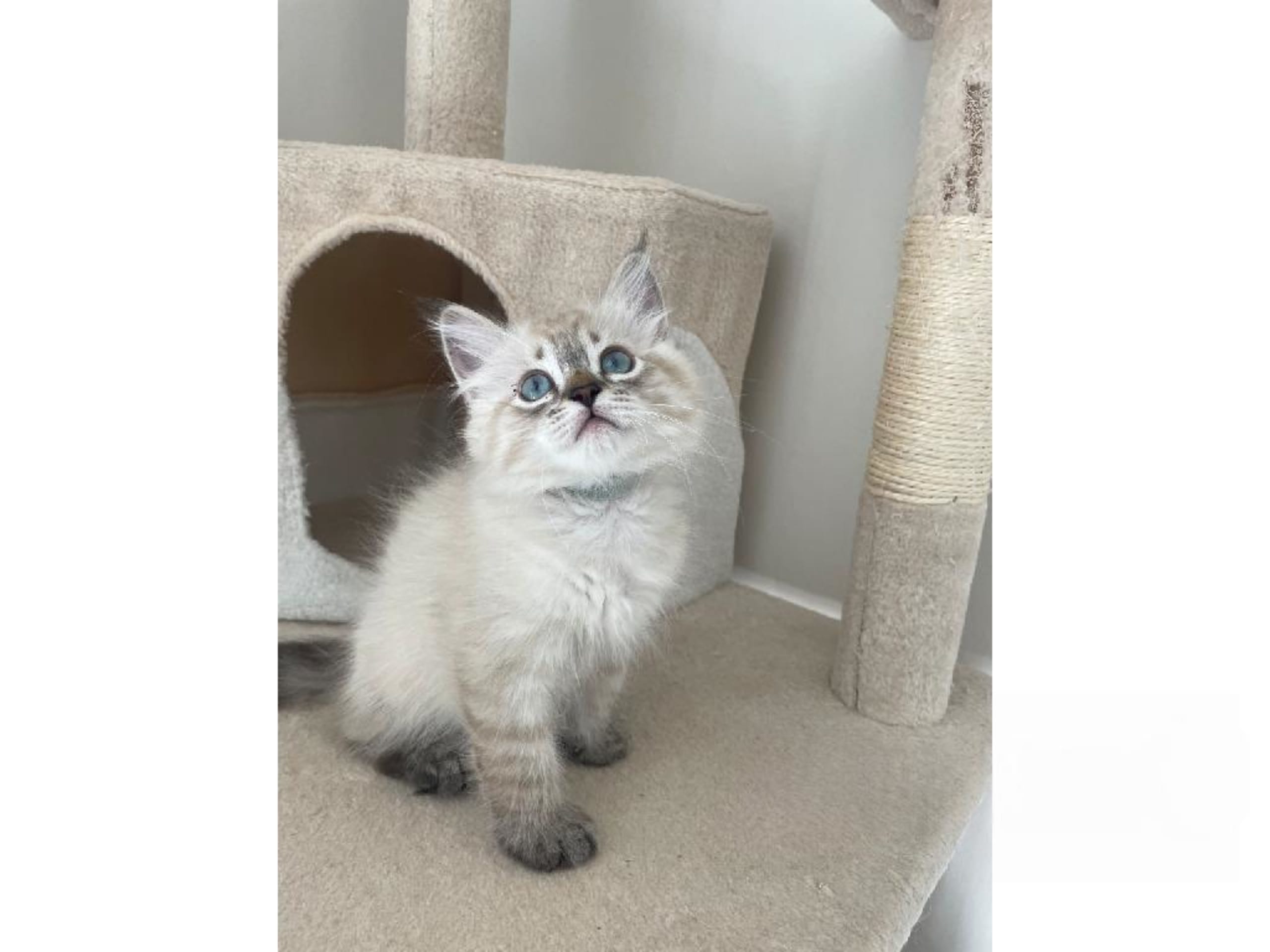 Killing: Flowers and Fame
