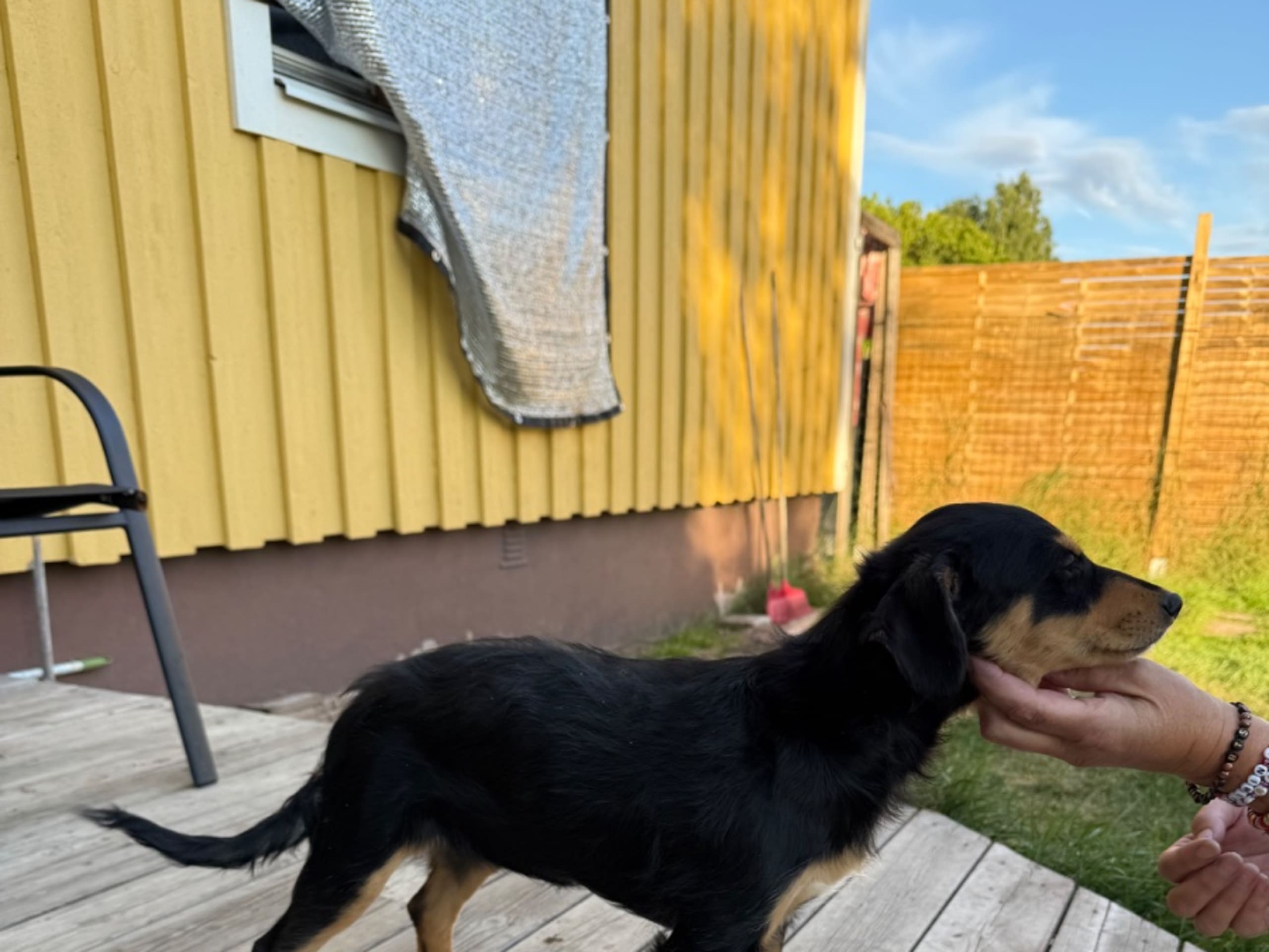 Puppy: NAKKU RAKKANS NOT TODAY