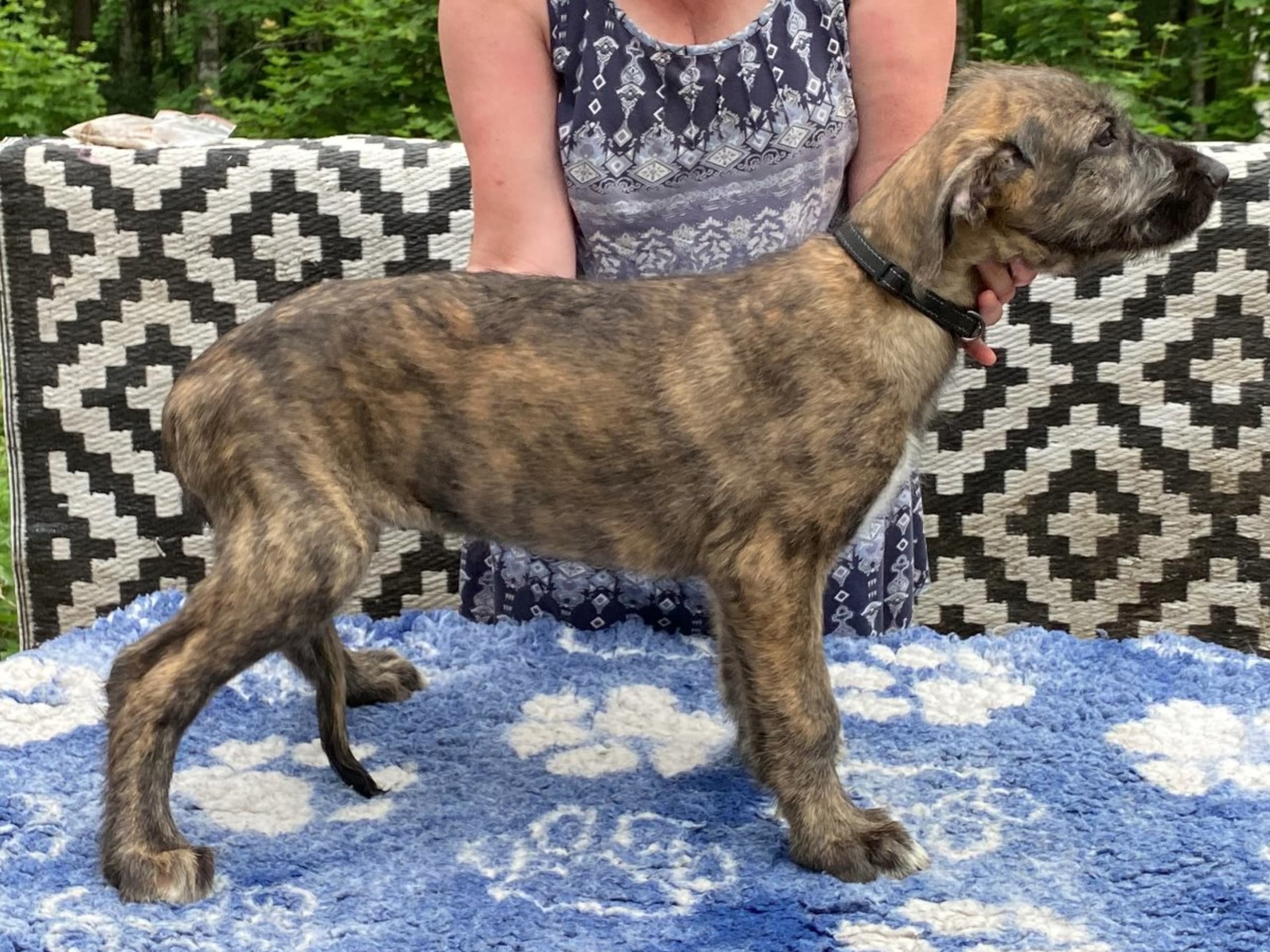 Puppy: ASKHULTS IOMHAR O'GRADY