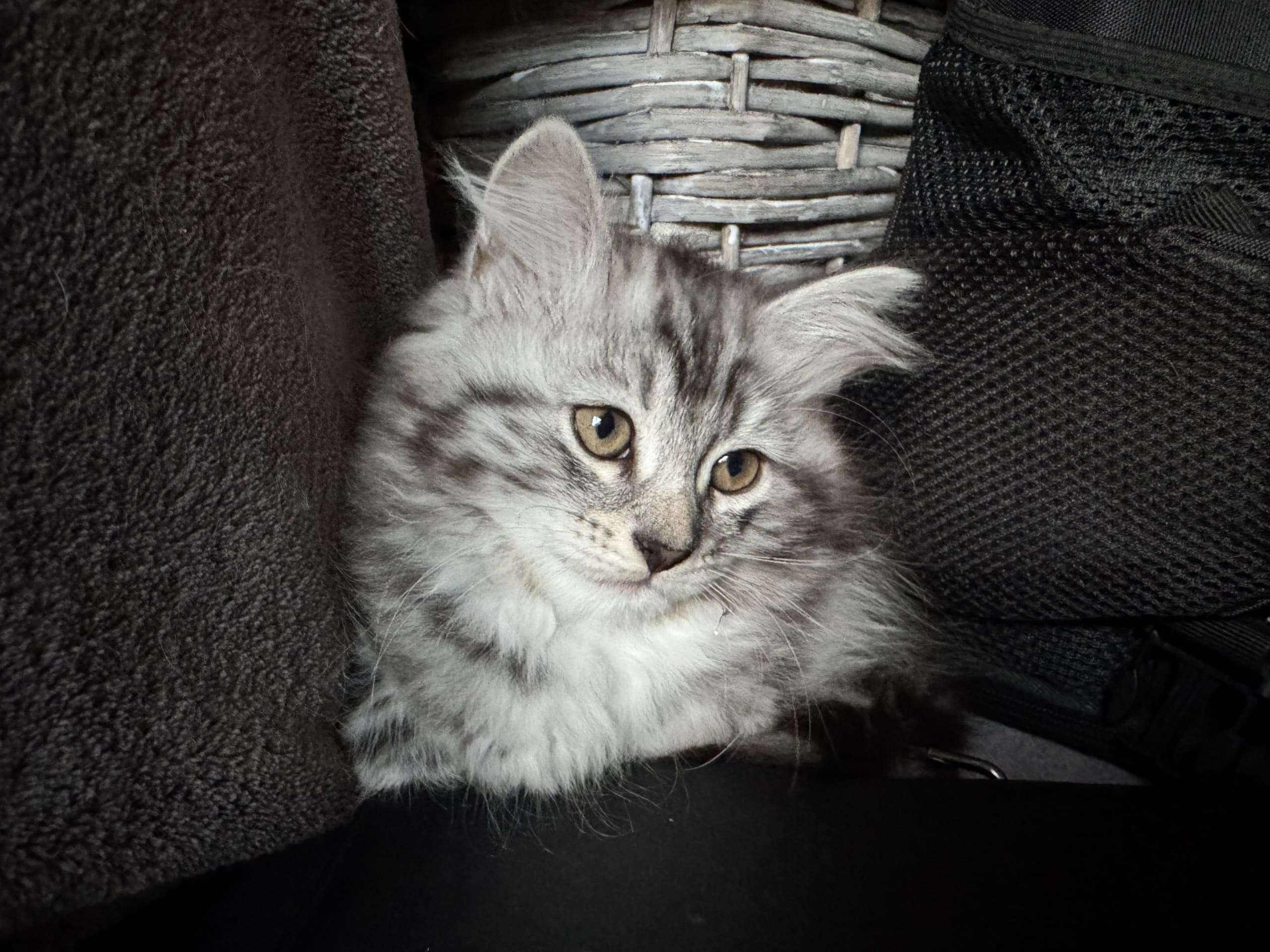 kattunge: Uffel