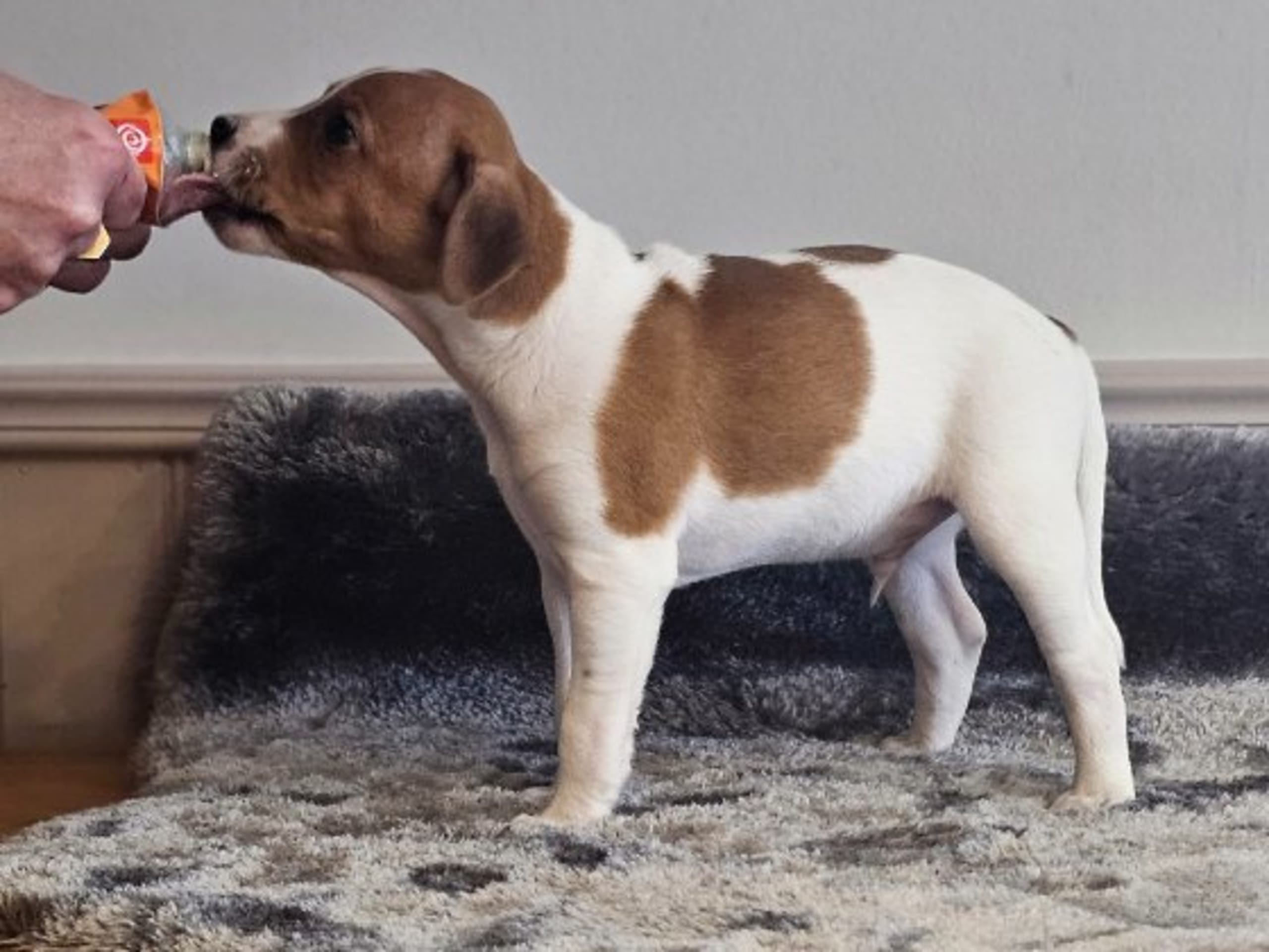 Puppy: SNIBERUPS LOKE