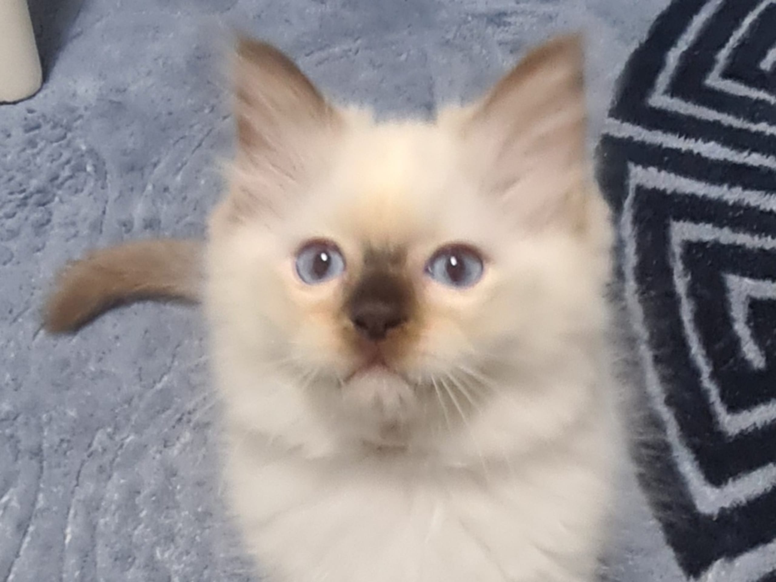 kattunge: Hane 1