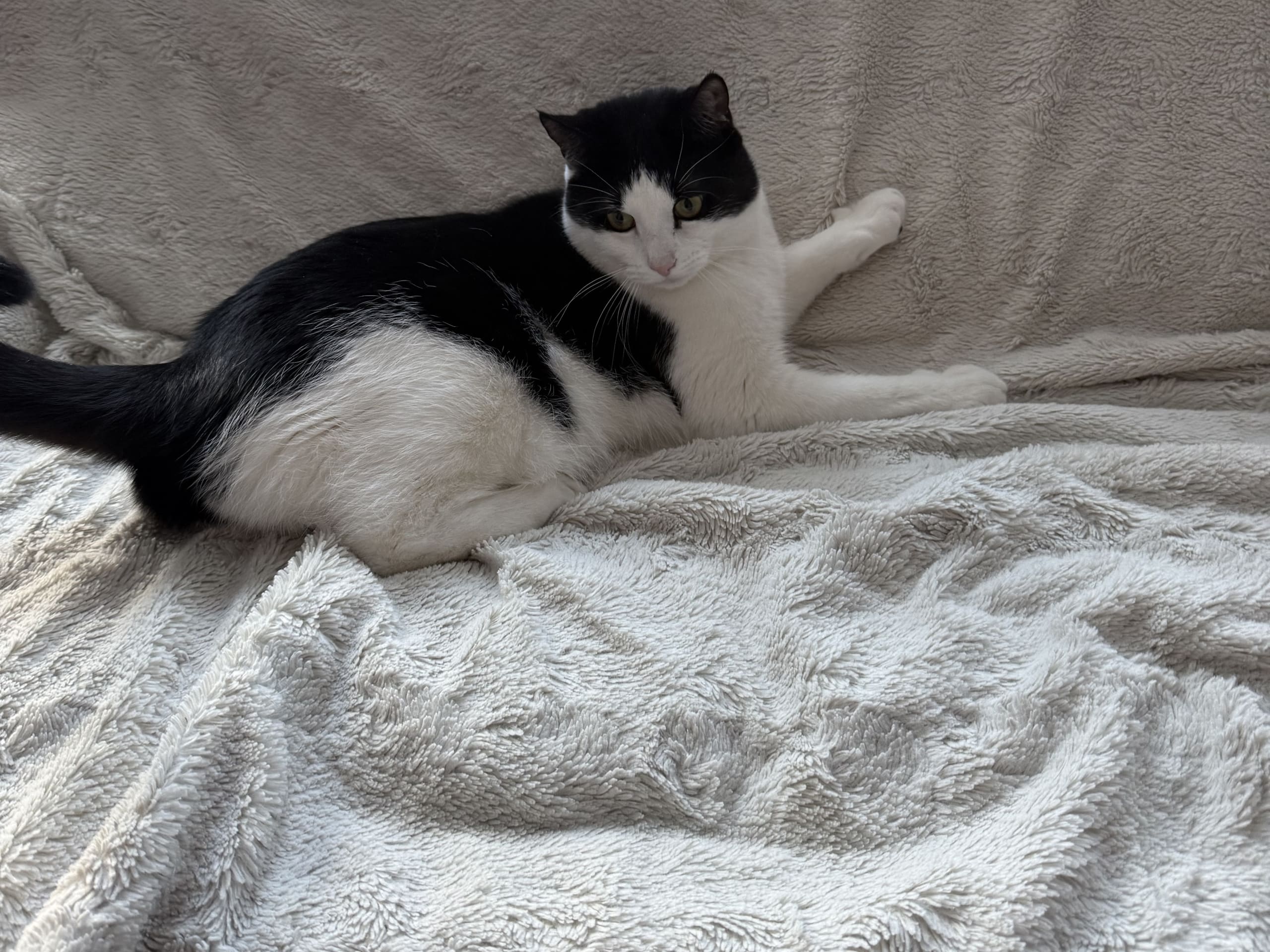 kattunge: Rufus