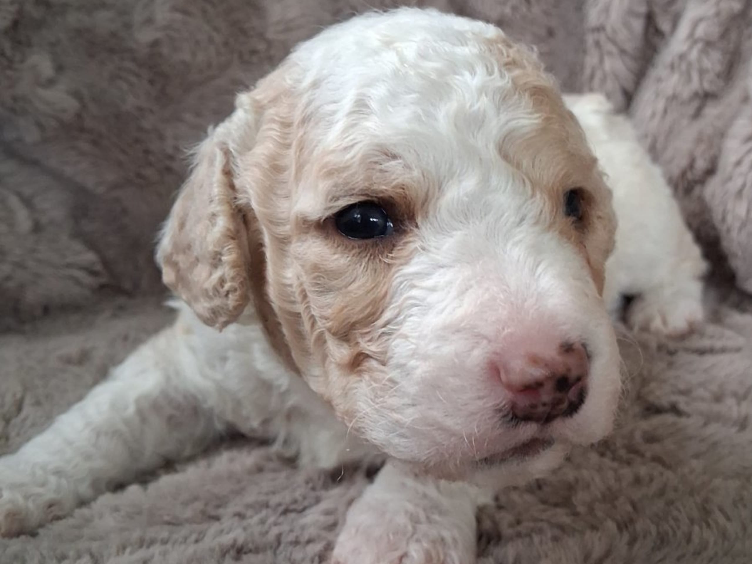 Puppy: CALMIGOS VALENTINO