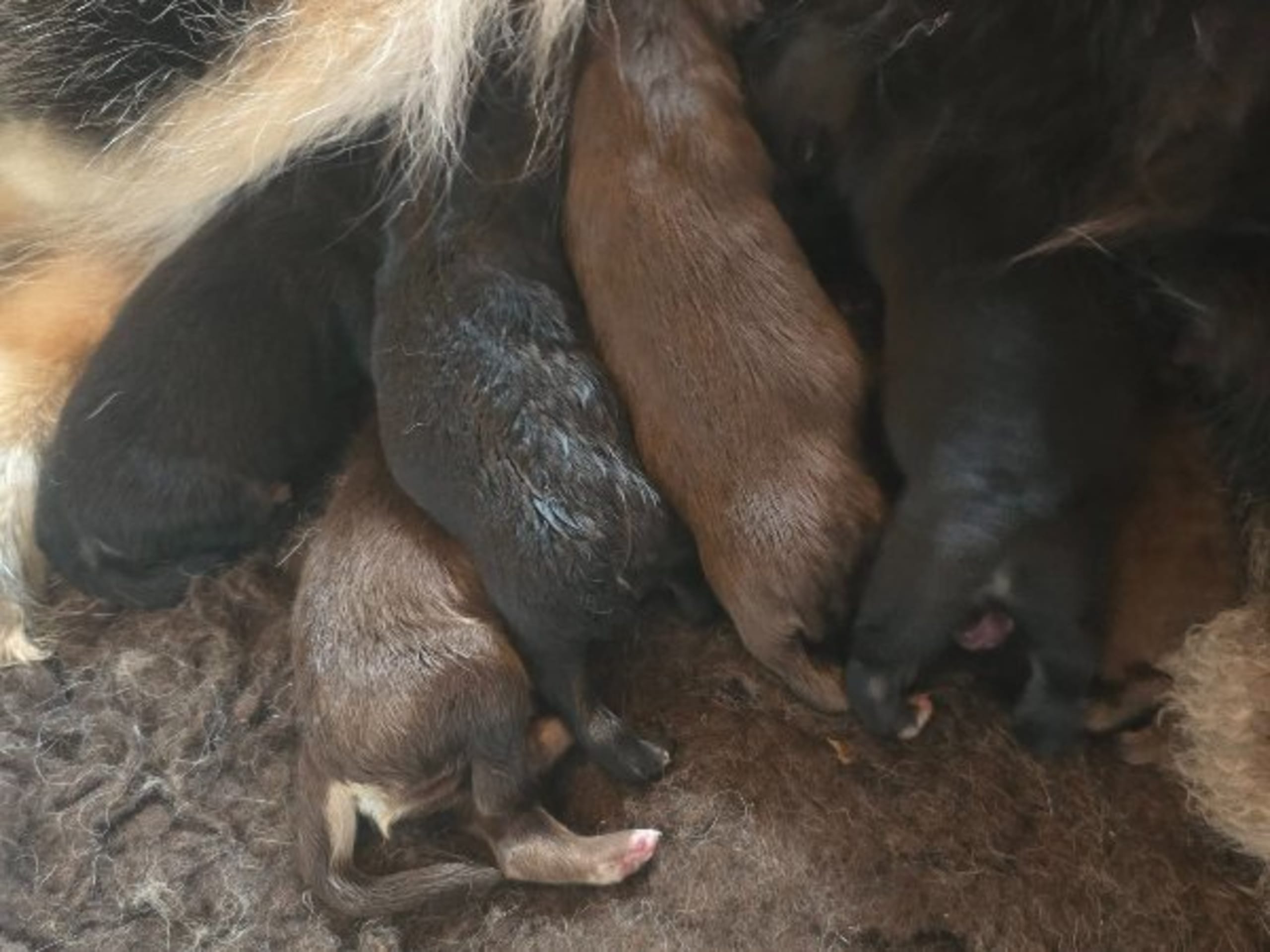 Puppy: TJÄRNMYRBERGETS HÄRLIGA ZUMA