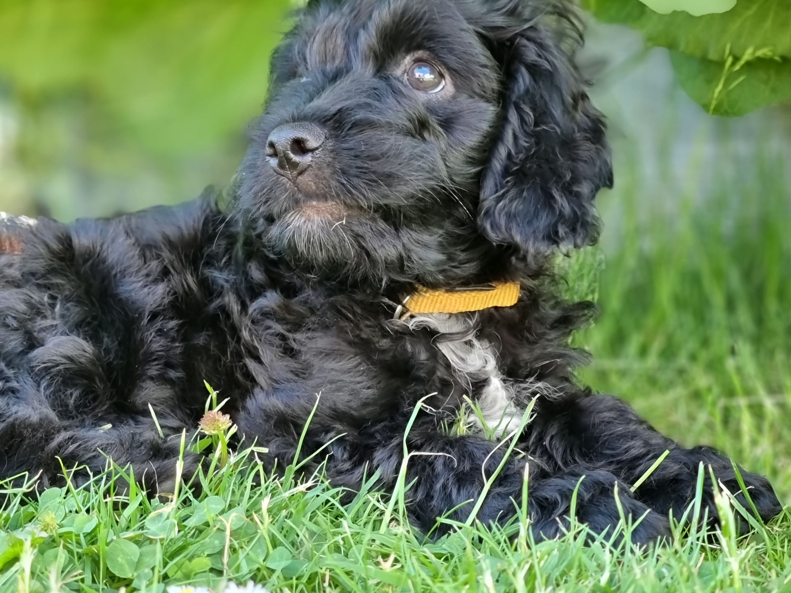 Puppy: Ozzi