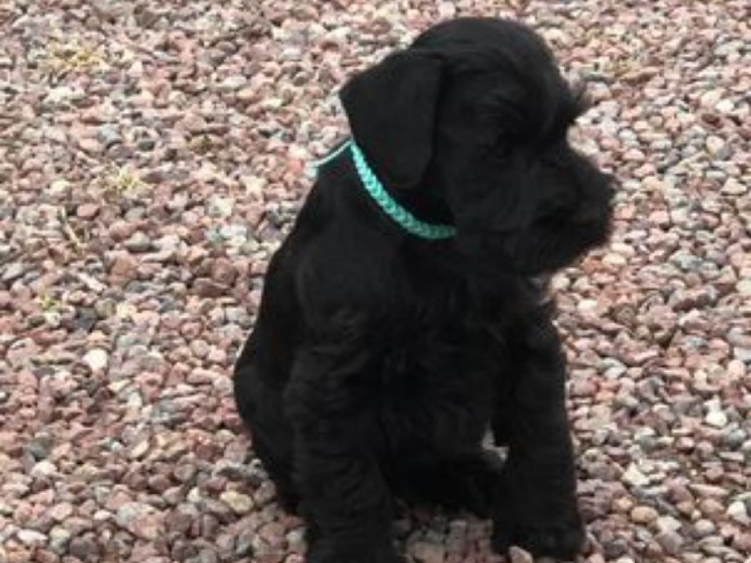 Puppy: FIXUS CELEBRATION