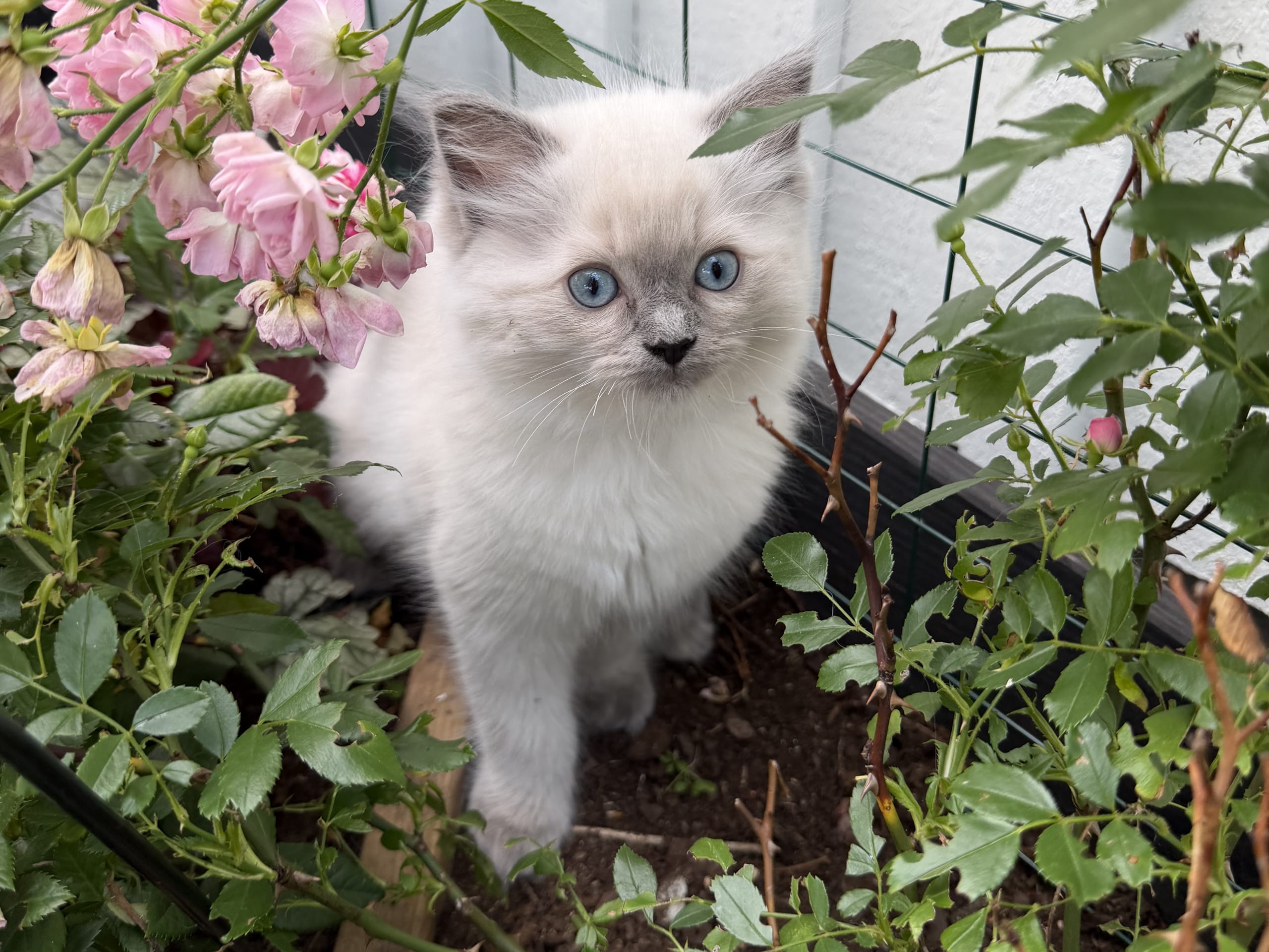 kitten: SE*Anderwels Nobel Sterling Silver