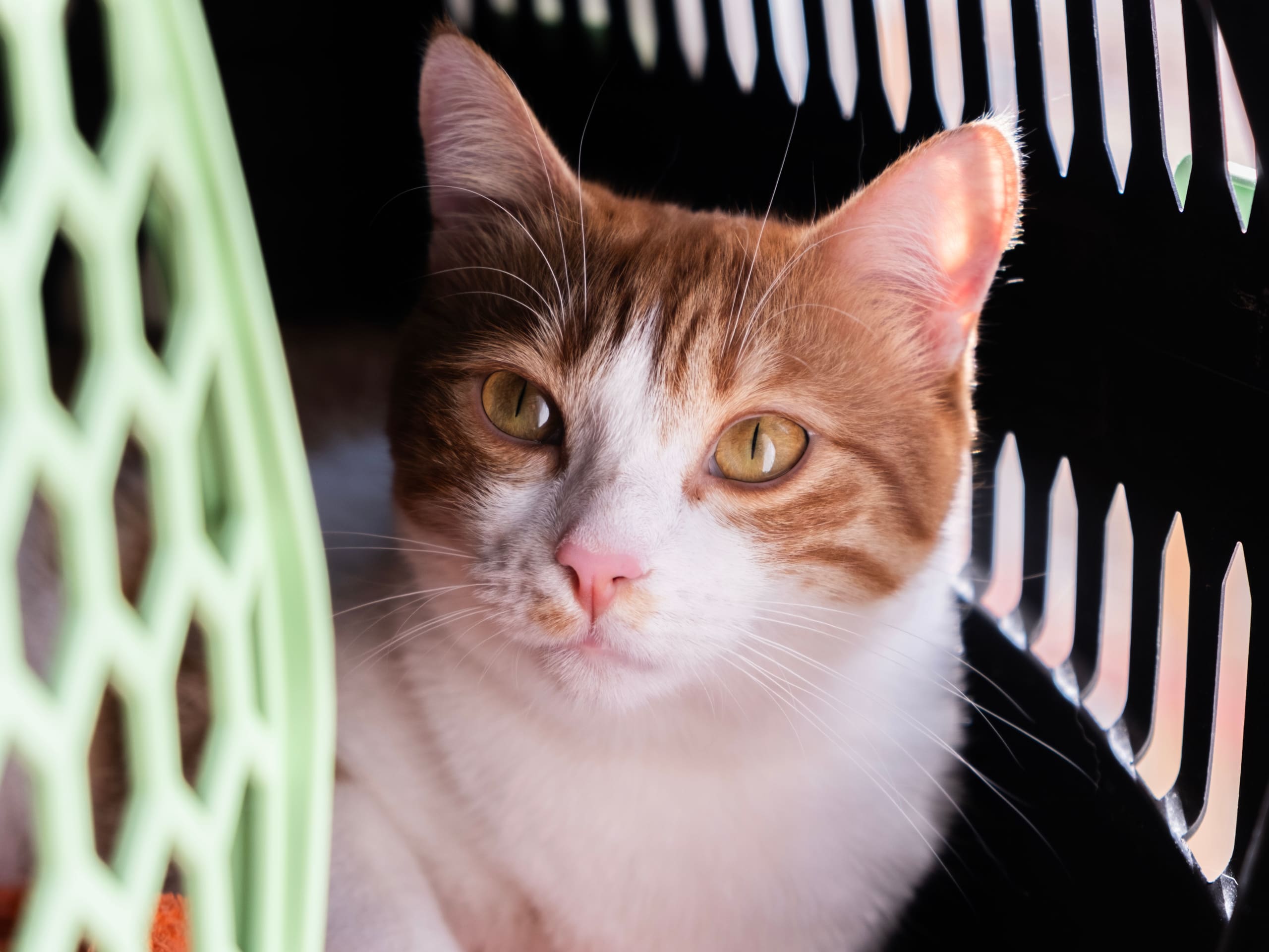 Microchip Your Cat and Register the Change of Ownership Correctly